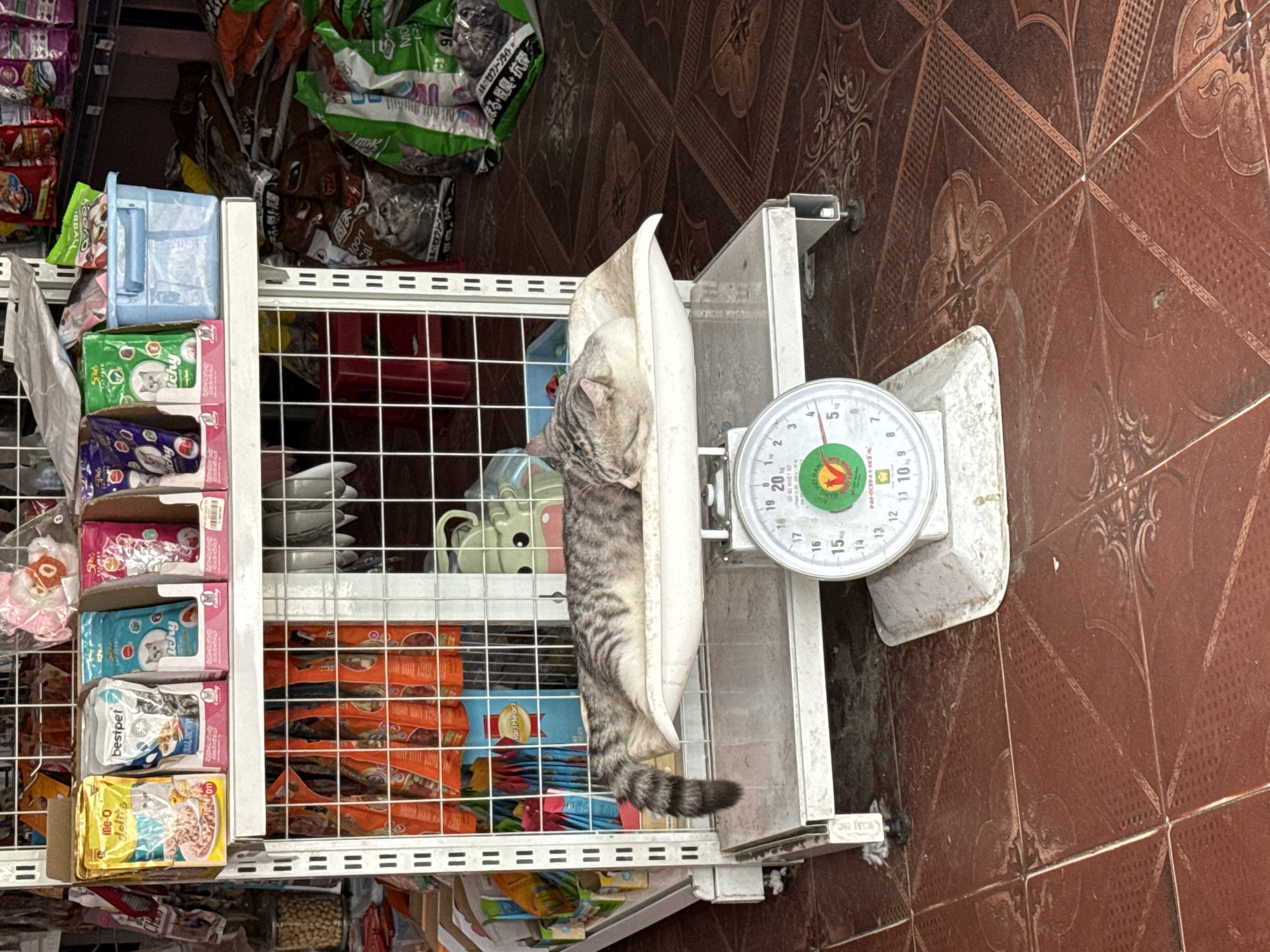 A gray tabby cat lies on a scale next to a metal rack filled with various pet food products. The cat is positioned horizontally on the scale, with its head near the dial and its tail hanging off the edge of the tray. The scale reads approximately 3.5 kg. The metal rack behind the scale is stocked with numerous packages of cat food, each with different branding and colors. The background suggests a store or retail environment where pet supplies are sold. The floor is covered in brown tiles with an intricate geometric pattern. The OCR data mentions "Nha Trang Ward" and "VIET NAM," suggesting the location is in Nha Trang Ward, Vietnam.