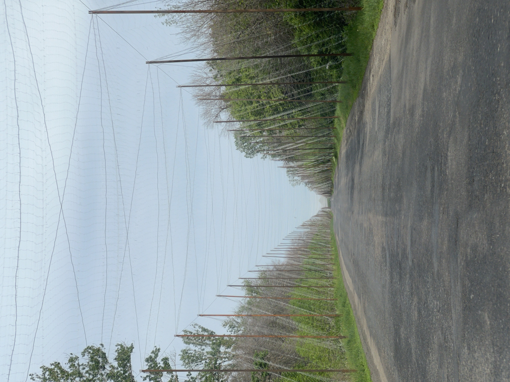 A road runs into the distance, lined on both sides with rows of wooden poles supporting netting that stretches overhead. The road surface is asphalt, showing wear and variations in color. Green grass and shrubs grow along the roadside beneath the netting structures, merging with trees in the background. The sky visible through the netting is overcast.
While the description contains elements possibly associated with the Derhachi, Ukraine, due to the presence of agricultural netting systems, definitive confirmation of the location cannot be made solely from this image.