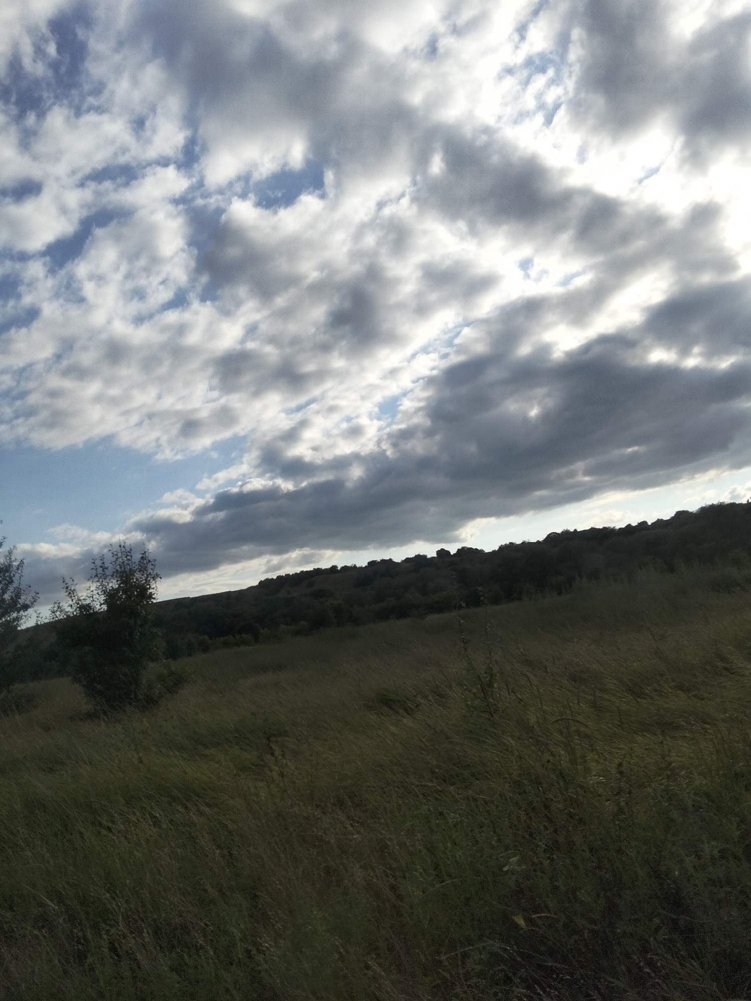 This is a landscape photograph of a grassy field with a tree line in the background, under a cloudy sky. The foreground is dominated by tall, dry grass, suggesting a late summer or autumn setting. To the left, a small cluster of trees with dark green foliage stands out against the lighter grass.
In the mid-ground, a gently sloping hill is covered in a dense, dark green forest. The treeline forms a distinct horizon against the sky. The sky itself is filled with a mix of white and dark grey clouds, with patches of blue sky visible between them. The lighting suggests it is daytime, possibly late afternoon, given the contrast between the sunlit clouds and the shadowed areas.
The overall mood of the image is natural and somewhat serene, with the vastness of the landscape and the dynamic sky. There is no visible text in the image. The location is Ustyvytsia, Ukraine.