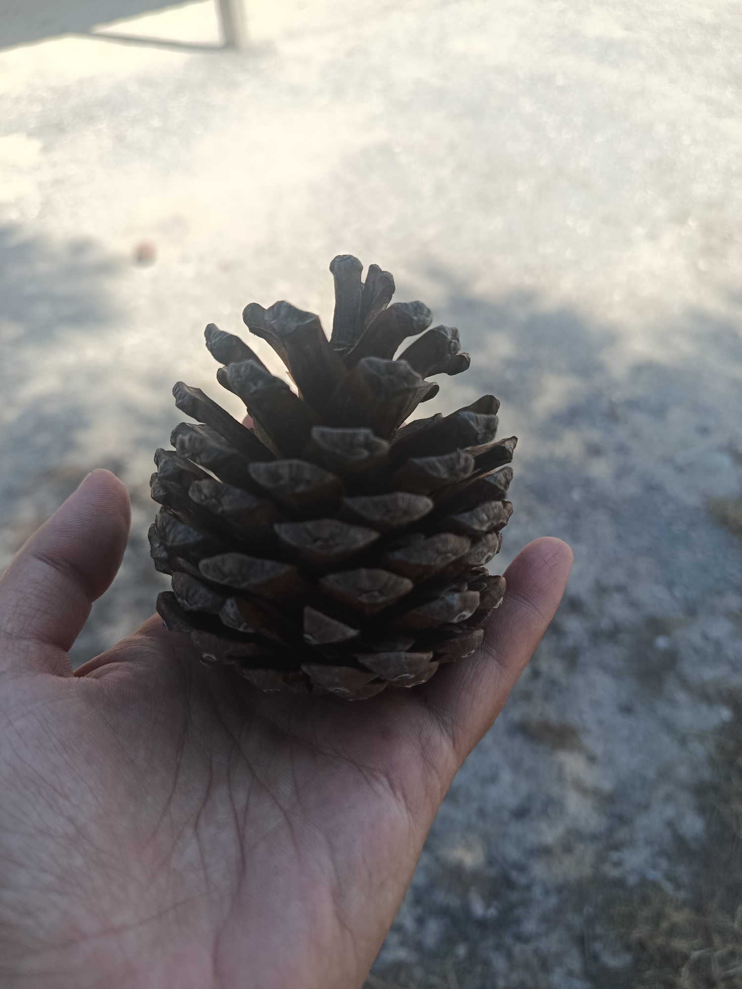 A close-up shot of a pinecone rests in an outstretched hand, which is placed on a textured, greyish surface, possibly asphalt or concrete. The pinecone, brown and intricately scaled, occupies the center of the frame. The background is a blur of light and shadow, suggesting an outdoor setting bathed in natural light. The image was taken in Yoshlarobod, Uzbekistan.