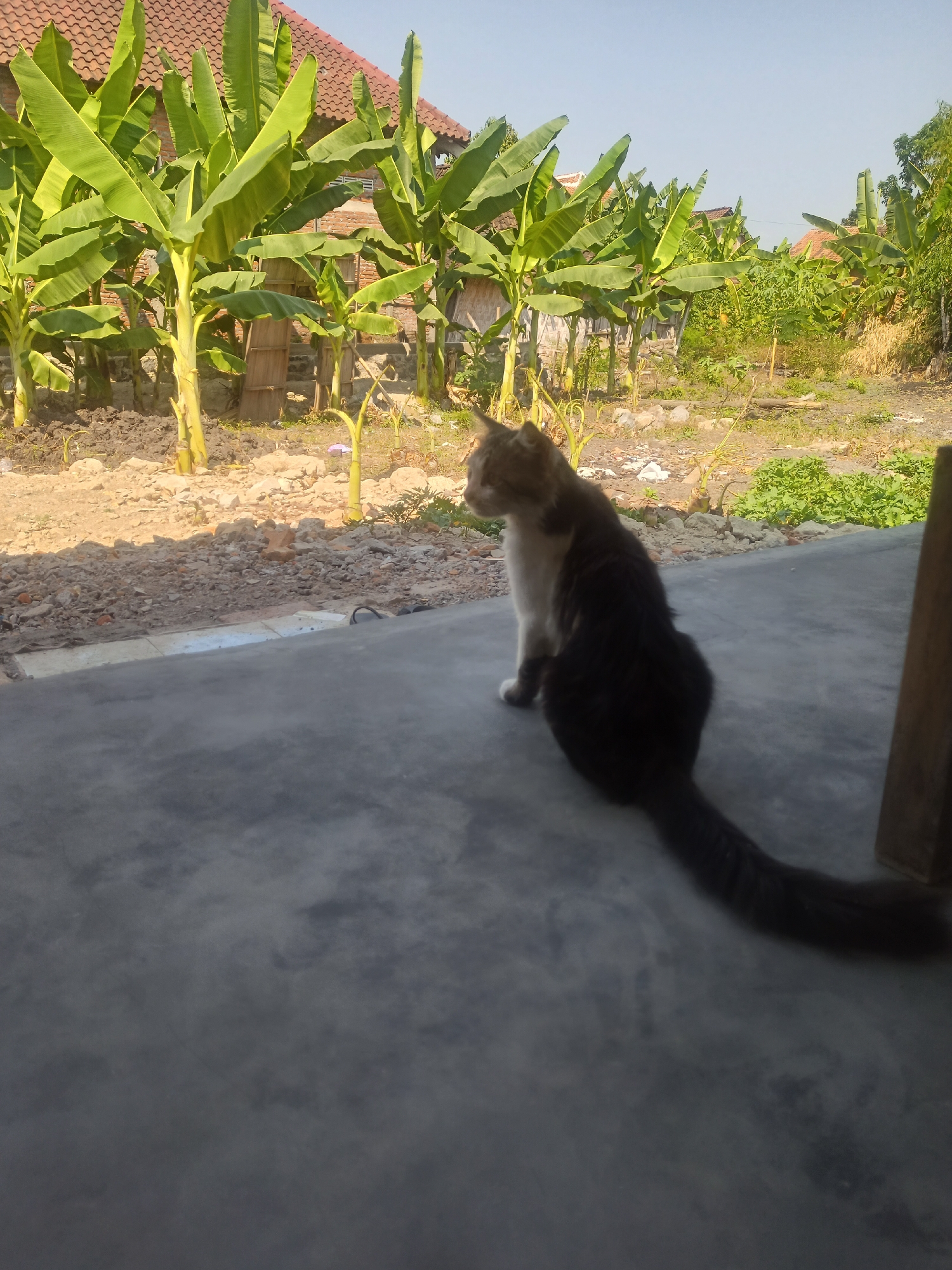 A long-haired cat with black and white markings sits on a concrete surface, facing to the left. The cat's tail is long and bushy, extending to the right. In the background, there is a banana plantation with large green leaves, and several red-tiled roofs of houses are visible. The ground in the middle ground is dry and appears to be a mix of dirt, rocks, and some green foliage. The overall scene suggests an outdoor setting in a rural or semi-rural environment. The lighting indicates it is daytime, likely morning or late afternoon due to the angle of the sun.