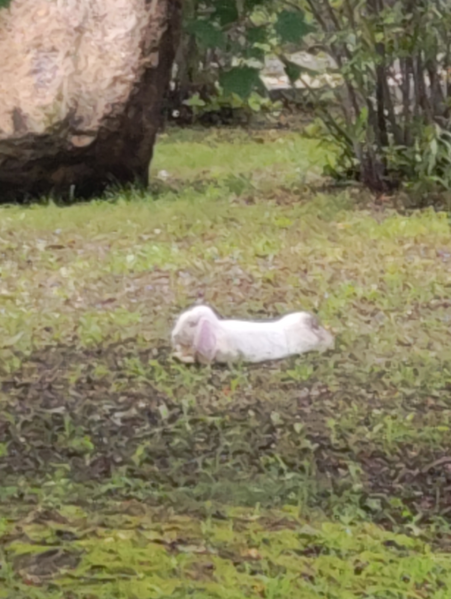 A white rabbit lies on its side in a grassy area with some mud and fallen leaves. The rabbit is mostly obscured by its resting position, but its long, pink ears are visible. In the background, a large, rough-textured tree trunk is on the left, and a dense area of green bushes and trees is on the right. The lighting suggests it is daytime. The scene appears to be outdoors, possibly in a park or natural area in 林甸镇, China.