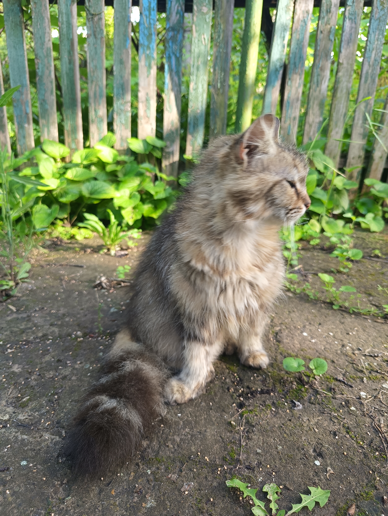 The image depicts a long-haired domestic cat sitting on bare earth in an outdoor setting in Biliaivka, Ukraine. The cat, appearing to be a tabby with mottled grey, brown, and cream fur, is positioned in the lower-left quadrant of the frame, facing towards the right side with its head slightly turned. Its eyes are partially closed or looking downward. Its tail, thick and bushy with dark brown fur, is curled on the ground beside its hindquarters. The ground is composed of dark brown soil with scattered small pebbles, sparse moss, and various small green plants and weeds. In the background, an old, weathered wooden picket fence runs horizontally across the frame. The fence slats are vertically oriented and show remnants of faded teal-green and chipping blue paint. Behind the fence, lush green foliage is visible, indicating further vegetation. The scene is illuminated by natural daylight, casting subtle shadows. No other subjects or objects are discernible.