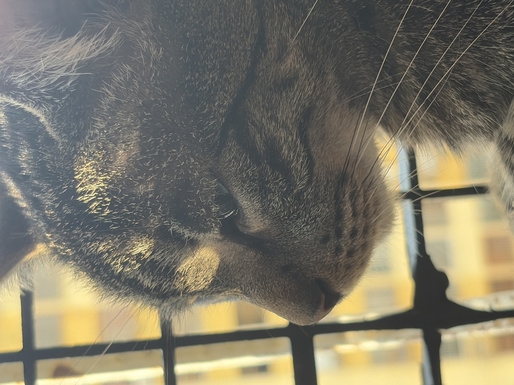 Close-up of a tabby cat's face looking down, presumably from a window. The cat's fur is striped in shades of gray and brown. Whiskers are visible. The background shows a window with a dark metal frame and out-of-focus buildings in warm colors. The location, Ciudad Guayana, Venezuela, is not evident within the frame.