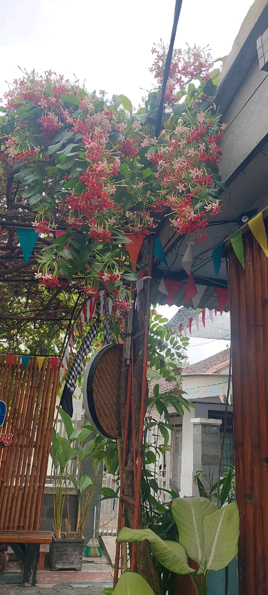 The image depicts an outdoor scene in Lumajang, Indonesia, likely a garden or a cafe area, with a focus on lush vegetation and festive decorations. In the foreground, a dense cluster of blooming vines with small, trumpet-shaped flowers in shades of pink and red drapes over a wooden structure. These flowers are abundant, with many clusters hanging down. Below the vines, a vertical wooden pole is visible, entwined with the vine's branches and wrapped with red string.
Further down, a woven bamboo screen is partially visible on the left, with a wooden bench in front of it. Behind the screen, a potted plant with tall, slender green leaves stands on the ground. Adjacent to this plant is a broom with colorful bristles.
Above the vines, decorative triangular flags in various colors, including teal, orange, white, red, and yellow, are strung across a frame, creating a festive atmosphere. A black and white checkered flag is also present.
In the background, a glimpse of residential buildings with tiled roofs can be seen through the foliage. The architecture appears to be typical of Indonesian homes. Sunlight filters through the leaves, suggesting it is daytime, though the sky is overcast and bright white. The overall impression is one of a vibrant and welcoming outdoor space decorated for a celebration or gathering.