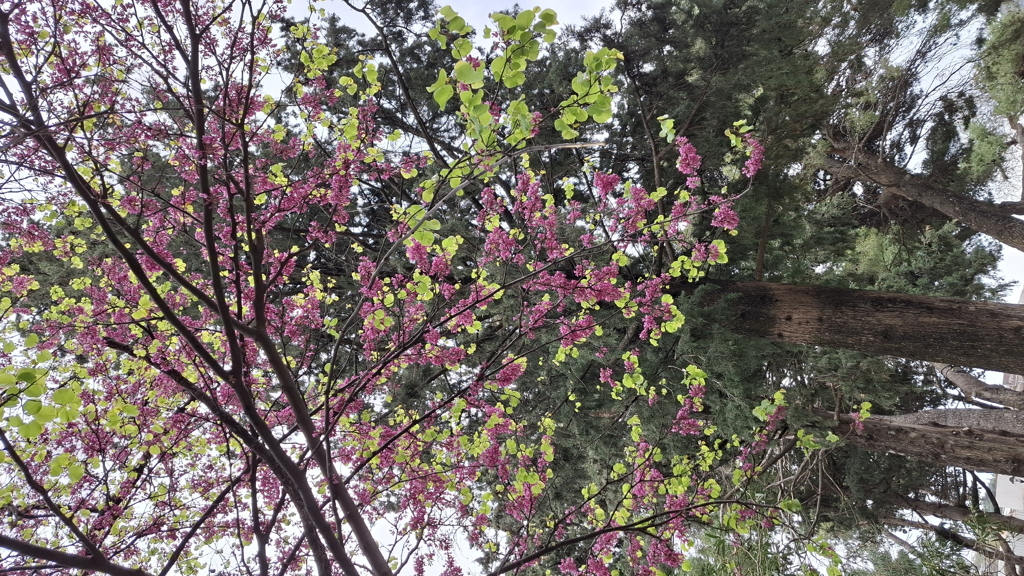 The image shows a tree in full bloom with pink flowers and light green leaves. Another tree with dark green foliage is in the background. The perspective is from below, looking up into the branches. The location is in Budva, Montenegro.
