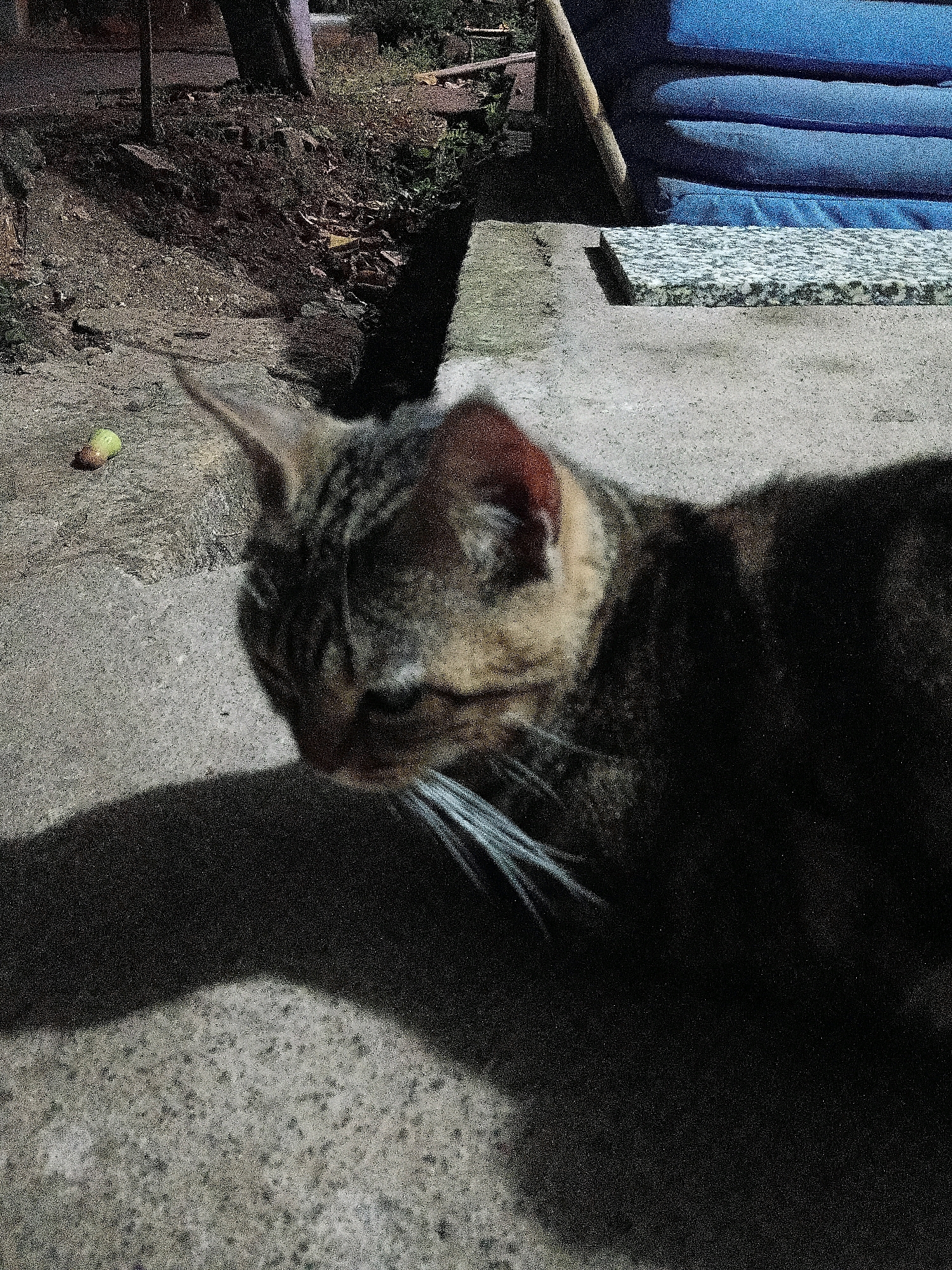 The image shows a tabby cat with light-colored whiskers on a concrete surface. The cat is in the foreground, facing to the left and appearing to be in motion or resting. Behind the cat, there is an outdoor setting with a patch of dirt and vegetation on the left, and what appears to be stacked blue cushions and a speckled mat on the right. A small, light-colored fruit or vegetable is visible on the ground to the left of the cat. The lighting suggests it is either dawn or dusk, casting a long shadow of the cat across the concrete. The scene is likely a residential outdoor area, potentially a yard or patio, in Cikal, Indonesia.