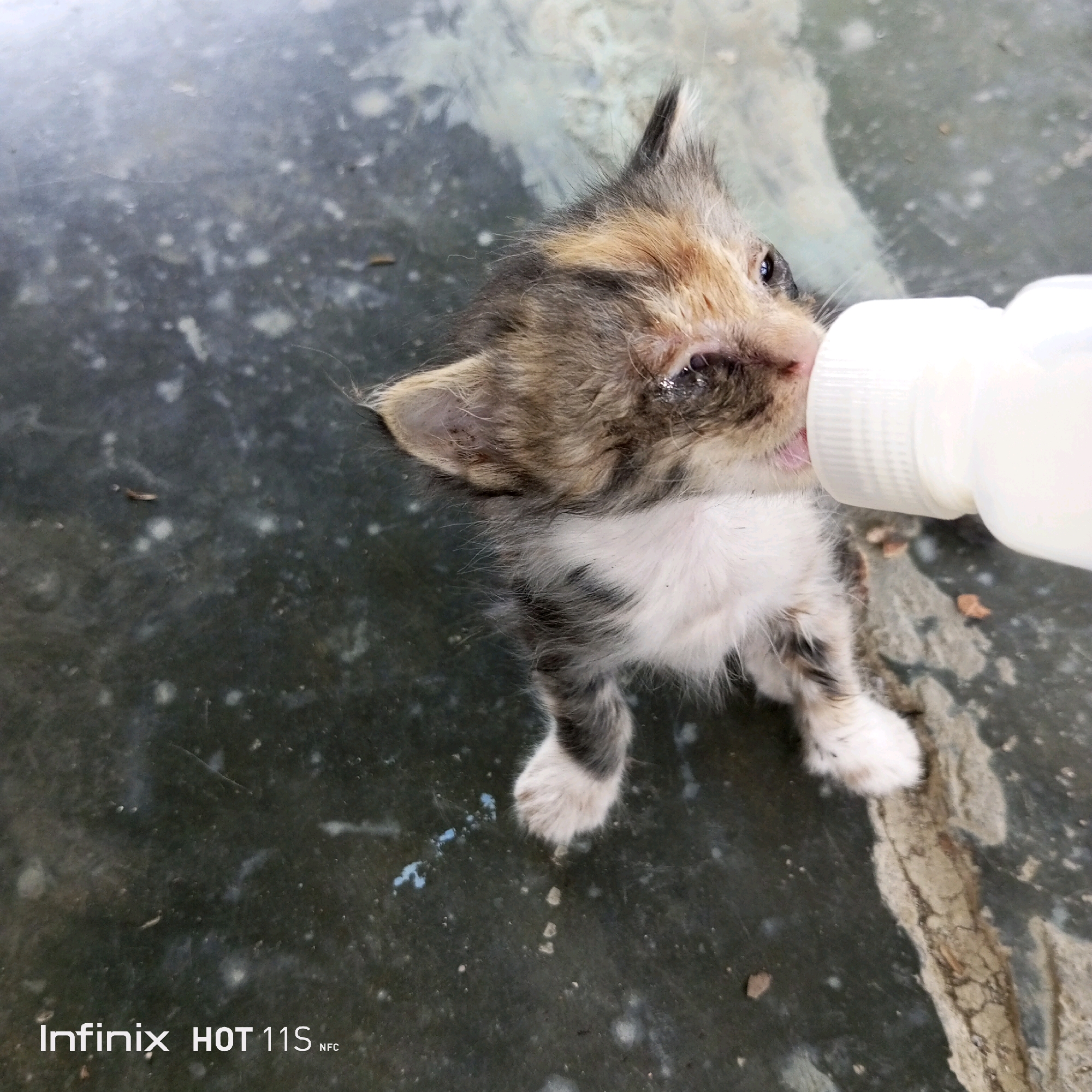 In Sukaslamet, Indonesia, a small, multi-colored kitten is being bottle-fed. The kitten is lying on its side on a dark, speckled surface. Its eyes appear to be somewhat watery or infected. A white bottle with a nipple is positioned near the kitten's mouth, and it is actively drinking. The kitten's fur is a mix of grey, brown, and white, with some patches of black. Its paws are white. The surface it is on appears to be concrete or asphalt, with some scattered debris and a light-colored, cracked area running diagonally through the frame. A water-like spill, possibly milk, is visible near the kitten's front paws. The bottom left corner of the image displays "Infinix HOT 11S NFC" in white text.