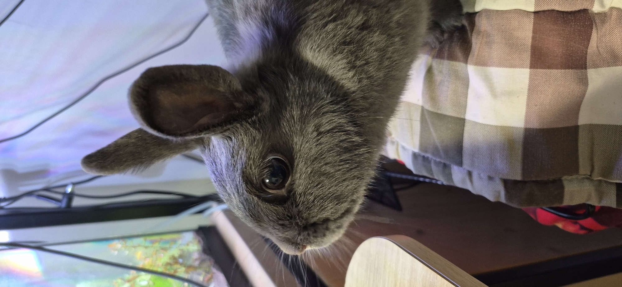 A close-up, profile shot captures the side of a gray rabbit's face as it sits on a checkered blanket. The rabbit's left eye is visible, appearing dark and reflective. Its whiskers extend forward, and one ear is pointed upward, while the other is folded back. In the background, an aquarium with green aquatic plants is visible on the left, and a blurred, multicolored light illuminates the right side of the frame. A wooden table edge is in the foreground on the left. The scene is indoors, but specific location details within Ussurijsk, Russia are not discernible from the image.