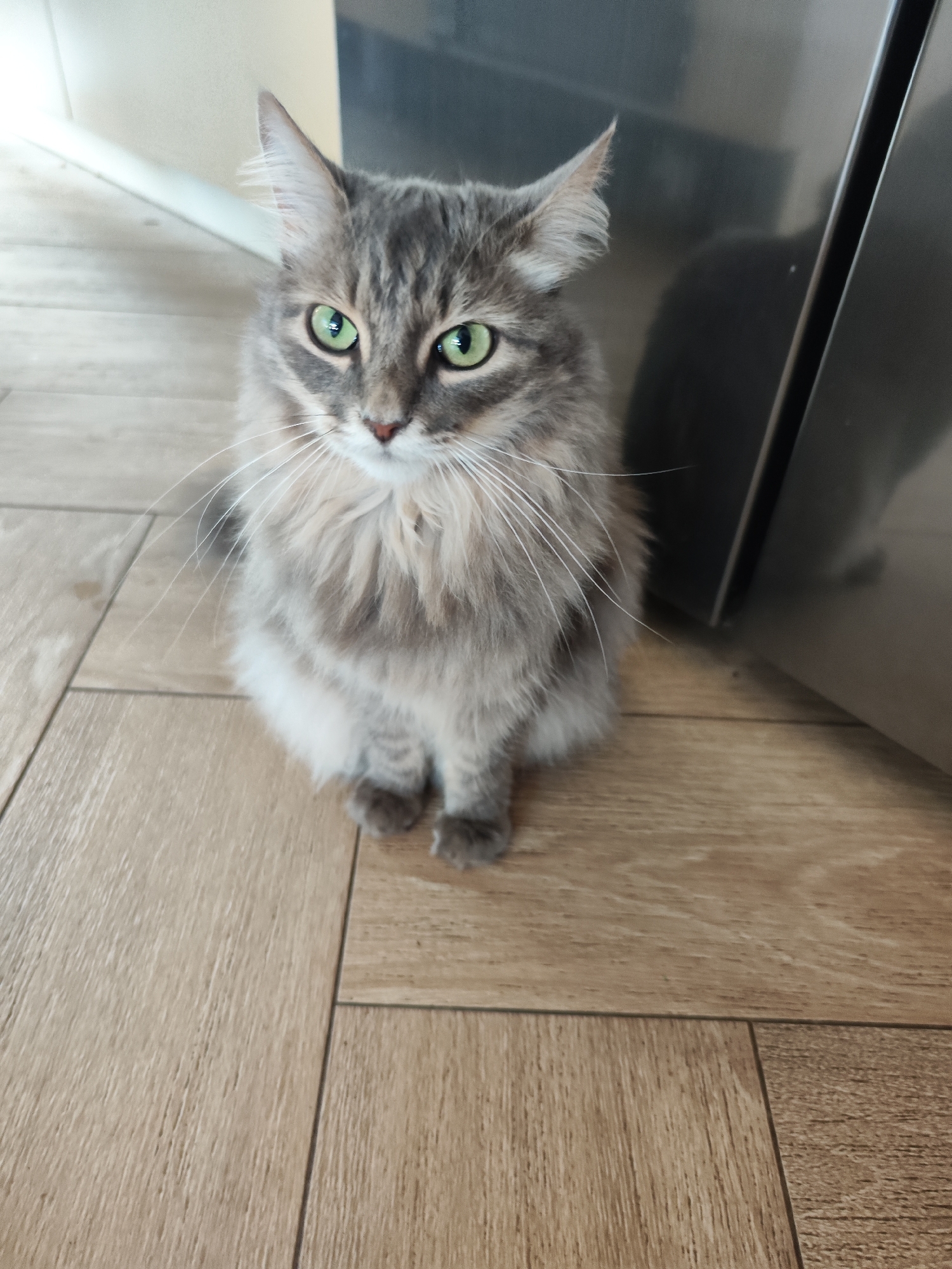 A gray tabby cat with long fur and green eyes is sitting on a light brown wood-look tile floor. The cat is positioned in the lower center of the frame, facing forward. To the right of the cat is a stainless steel appliance, partially reflecting light and casting a blurry shadow. Behind and to the left of the cat is a white wall. The image appears to be taken indoors. While the image was taken in the city of Chaikovsky, Russia, this is not apparent from the image itself.