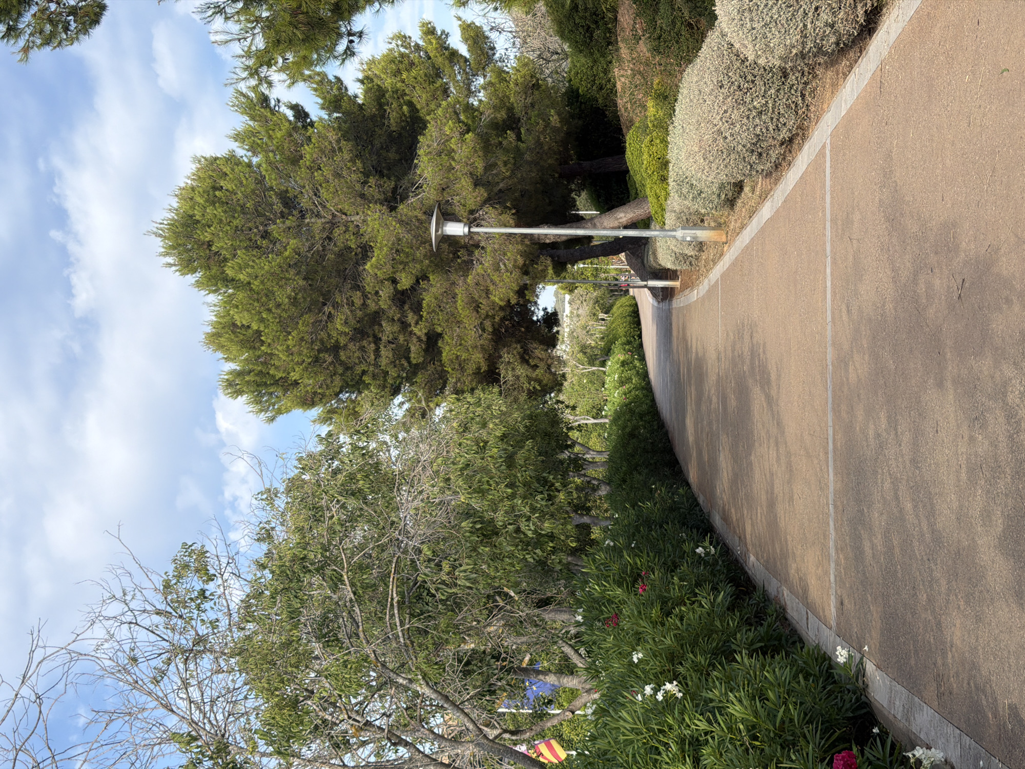 A paved walkway curves through a park setting with abundant greenery under a bright, partly cloudy sky. The walkway is a light brown color with thin, grey concrete strips marking its width. On the left side of the path, lush green bushes with small white and pink flowers are visible. Further back, trees with green foliage line the walkway, and on the far left, a yellow and red flag is partially visible. To the right of the path, low-lying, silvery-green bushes are neatly trimmed. A modern, silver lamp post stands beside the walkway, casting a shadow onto the path. In the background, tall pine trees with dense green needles dominate the landscape, and a few more lamp posts are visible along the curve of the path. The scene appears to be a well-maintained public park in Calvià, Spain, likely during daylight hours.