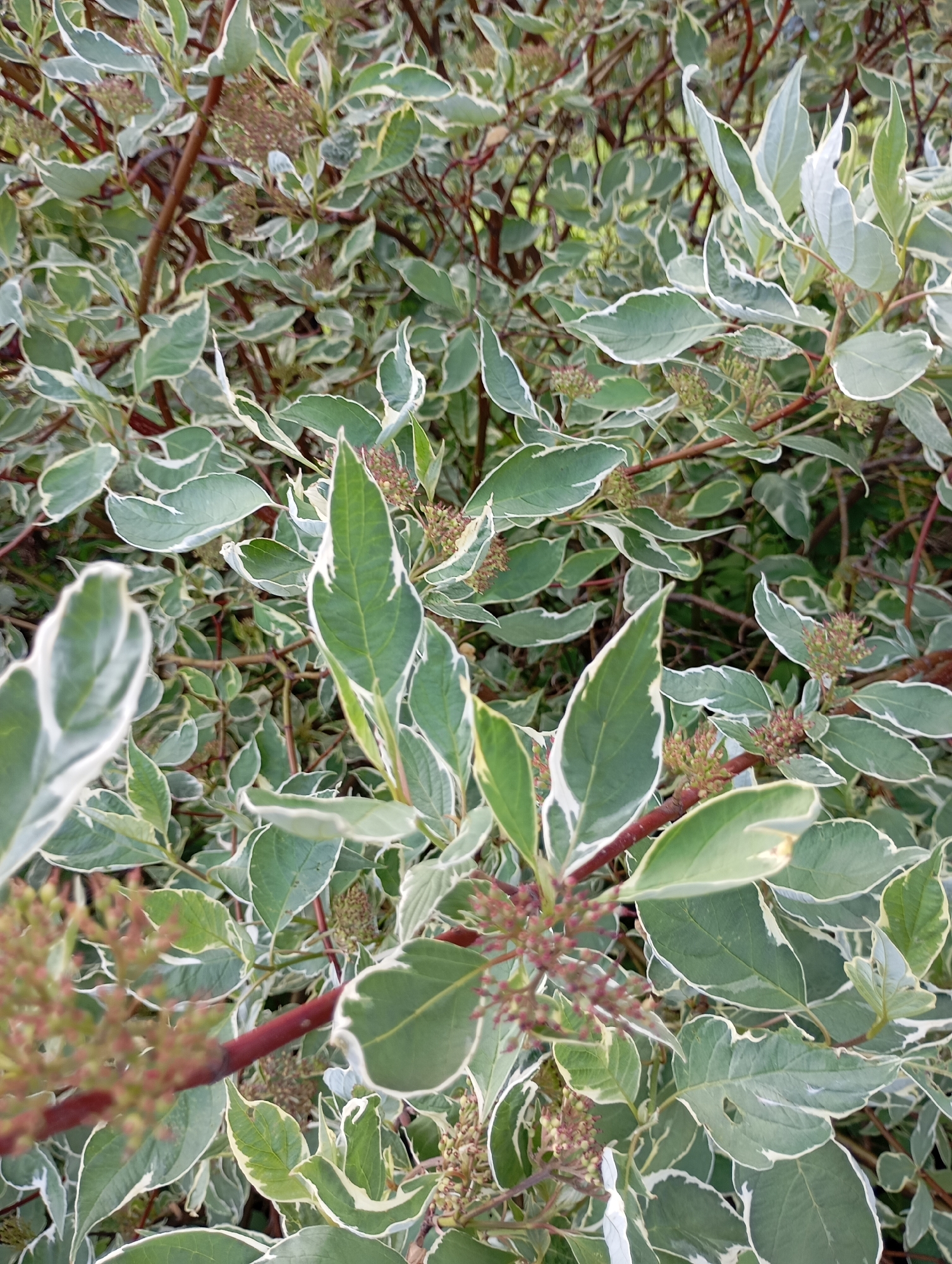 A close-up, eye-level shot of a variegated shrub with dark red stems and oblong, pointed leaves. The leaves are predominantly green with irregular white margins. Clusters of small, undeveloped buds or flowers, reddish-brown in color, are scattered throughout the foliage. The background is a blur of more foliage and possibly other plants. There are no people or animals visible in the image. The scene depicts a plant outdoors. The location is identified as Рябки, Russia.