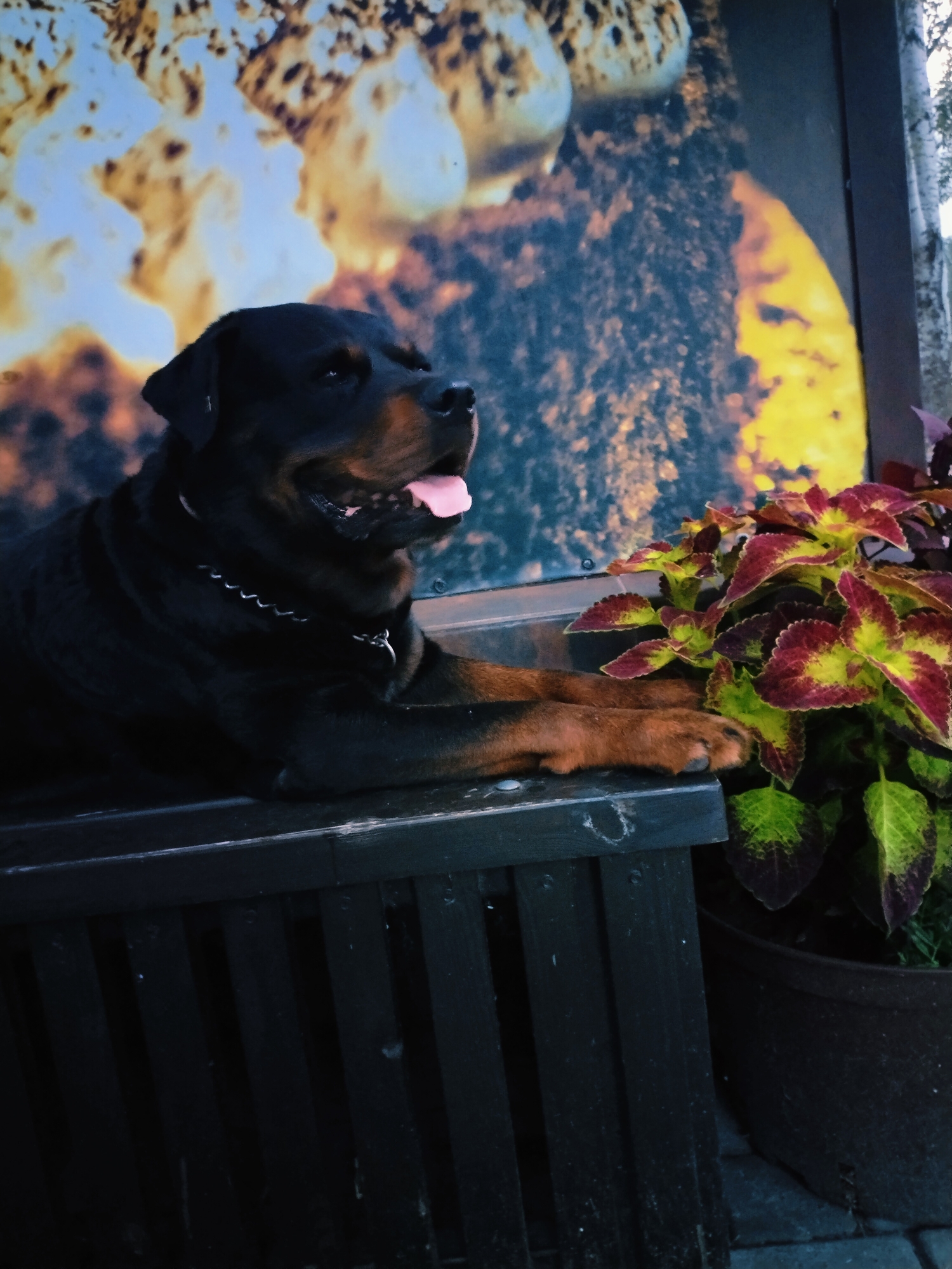 A Rottweiler dog is lying on a dark wooden bench. The dog's head is turned to the right, and its tongue is sticking out. Behind the dog is a colorful mural with abstract patterns and what appears to be images of food items. To the right of the dog, there is a potted plant with vibrant red and green leaves. The scene is lit with a warm light, creating a slightly dramatic effect. The location is the city of Horishni Plavni, Ukraine.