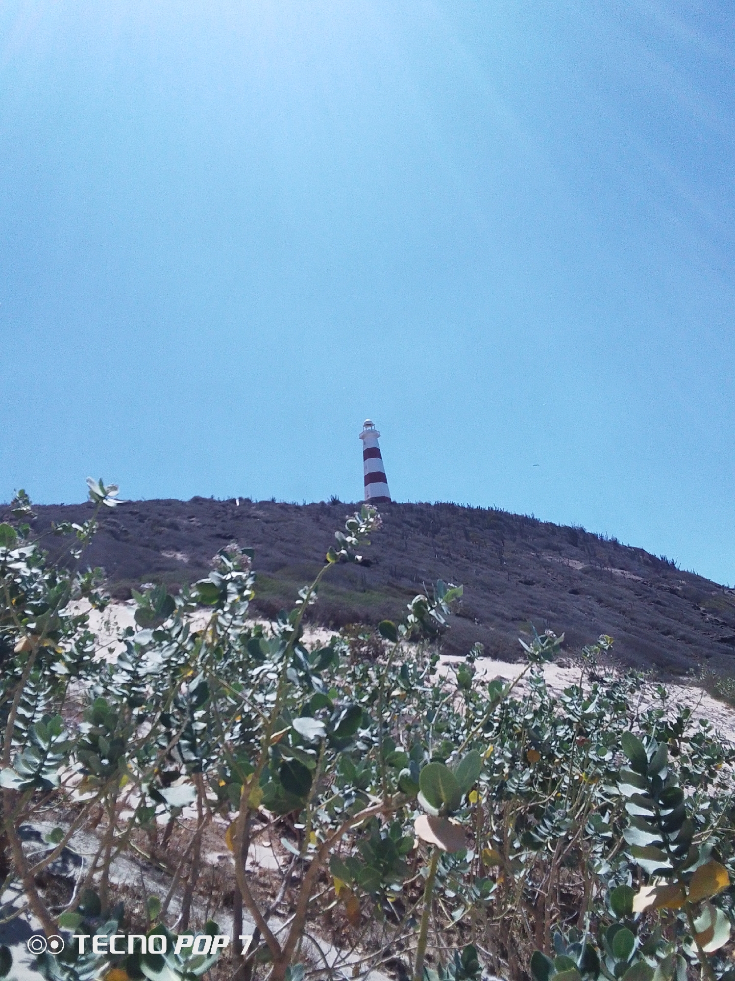 The image depicts a coastal landscape in Pedro González, Venezuela, featuring a red and white striped lighthouse atop a small hill. The foreground is dominated by dense, low-lying vegetation with pale green leaves and light-colored branches. The hill, which rises behind the vegetation, is covered with sparse, brownish-green vegetation and cacti. The sky is clear and bright blue. The words "TECNO POP" are visible in the bottom left corner. There are no visible people or animals.