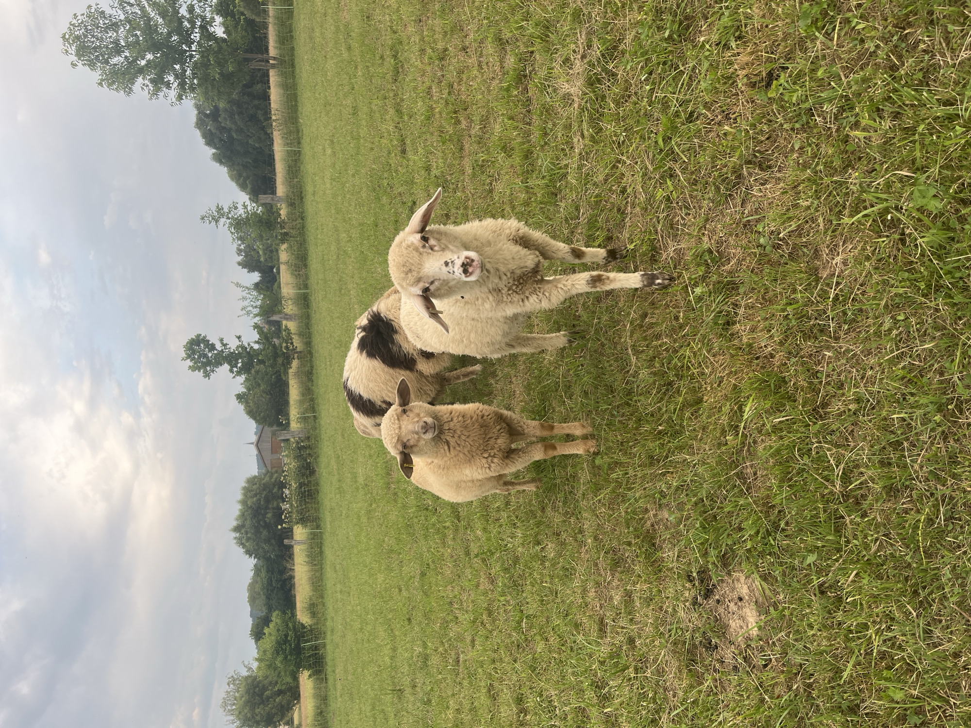 Two sheep are standing in a grassy field with a cloudy sky in the background. The sheep in the foreground is light brown and has its mouth open. The sheep behind it is partly visible and has black and white markings on its back. The field is lush green with some dry patches of grass. Trees and a fence can be seen in the background, suggesting a rural setting. The time of day appears to be daytime, with the sun partially obscured by clouds. The overall mood is peaceful, with the sheep appearing curious. No text is visible in the image. The location is Neustadt, Germany.