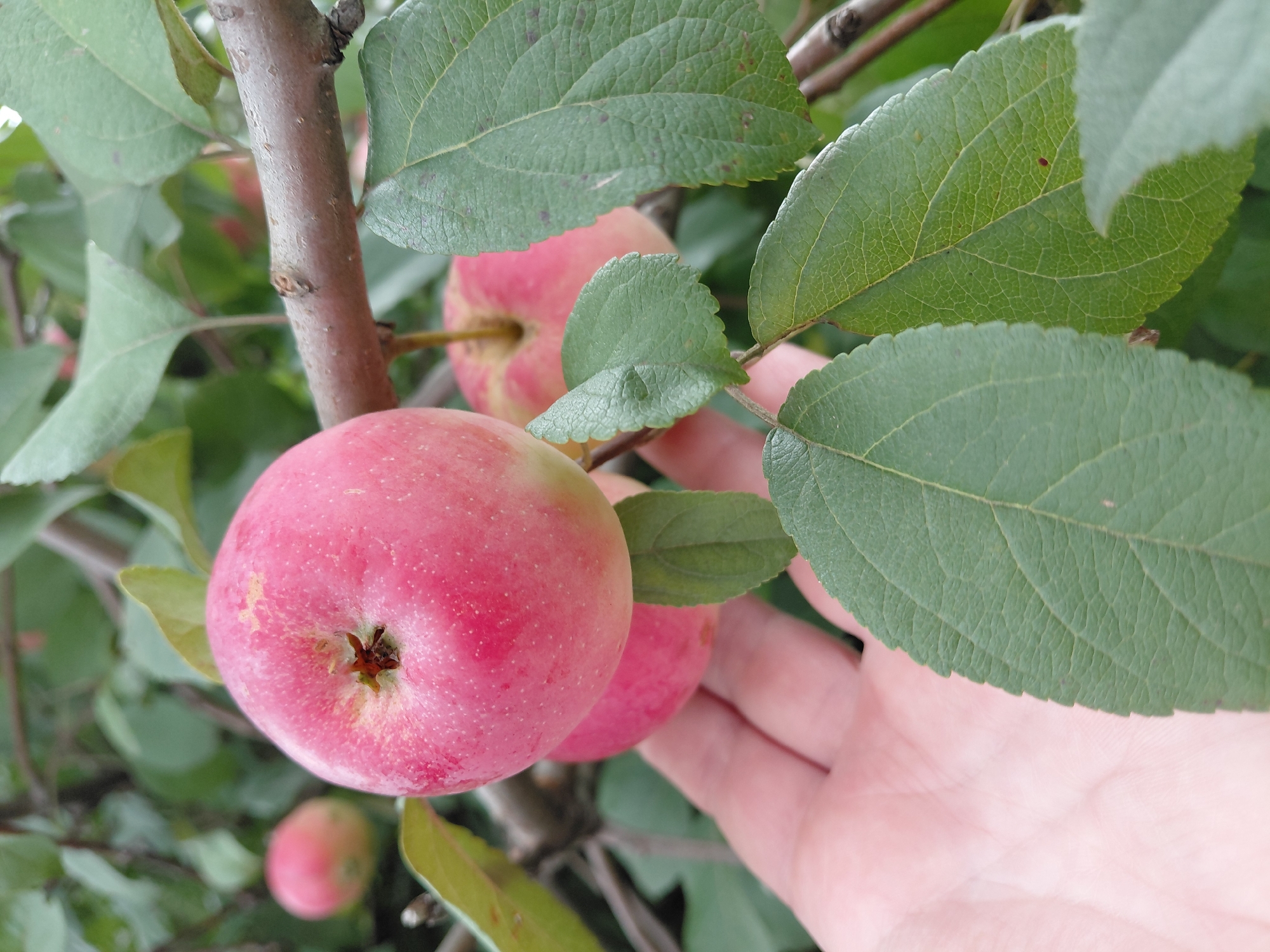 In Malinovka, Russia, a hand gently supports a cluster of ripe, rosy-red apples hanging from a tree branch. The apples are a mix of pink and red, with some showing faint yellow speckles. Lush green leaves surround the fruit, creating a natural backdrop. In the background, other apples and branches are visible, suggesting a bountiful harvest. The scene evokes a sense of nature's abundance and the simple pleasure of picking fresh fruit.
