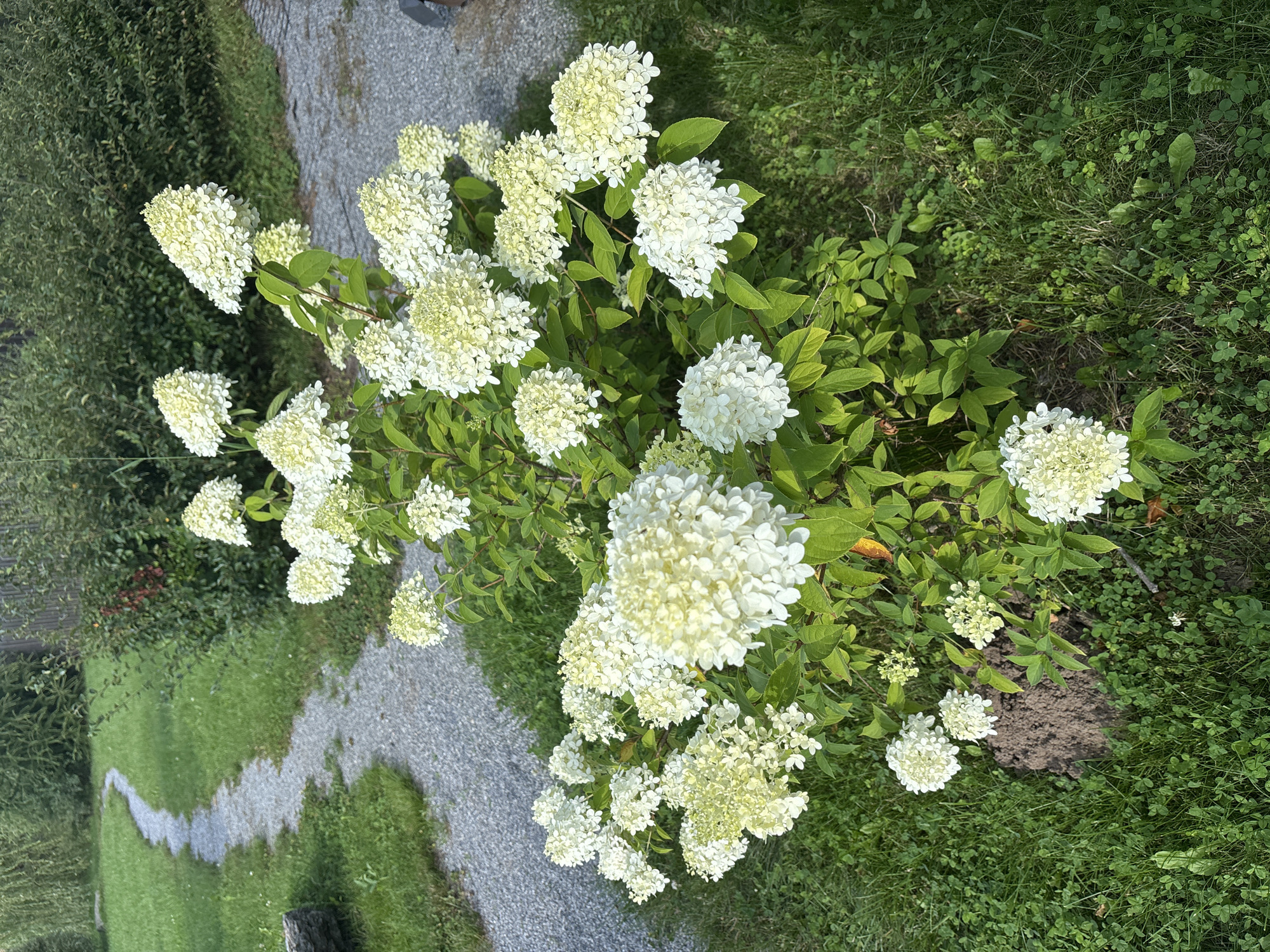In Zvenigorod, Russia, a large hydrangea bush with numerous white and creamy-white blooms is centered in the frame, its flowers conical in shape and dense with petals. The bush is surrounded by lush green grass and clover. To the left of the bush, a mound of dark soil suggests a recent mole or gopher activity. A winding gravel path curves through the green lawn in the background, bordered by dense green foliage. The lighting indicates it is daytime, likely late afternoon or early evening due to the shadows. No people or animals are visible in the scene.