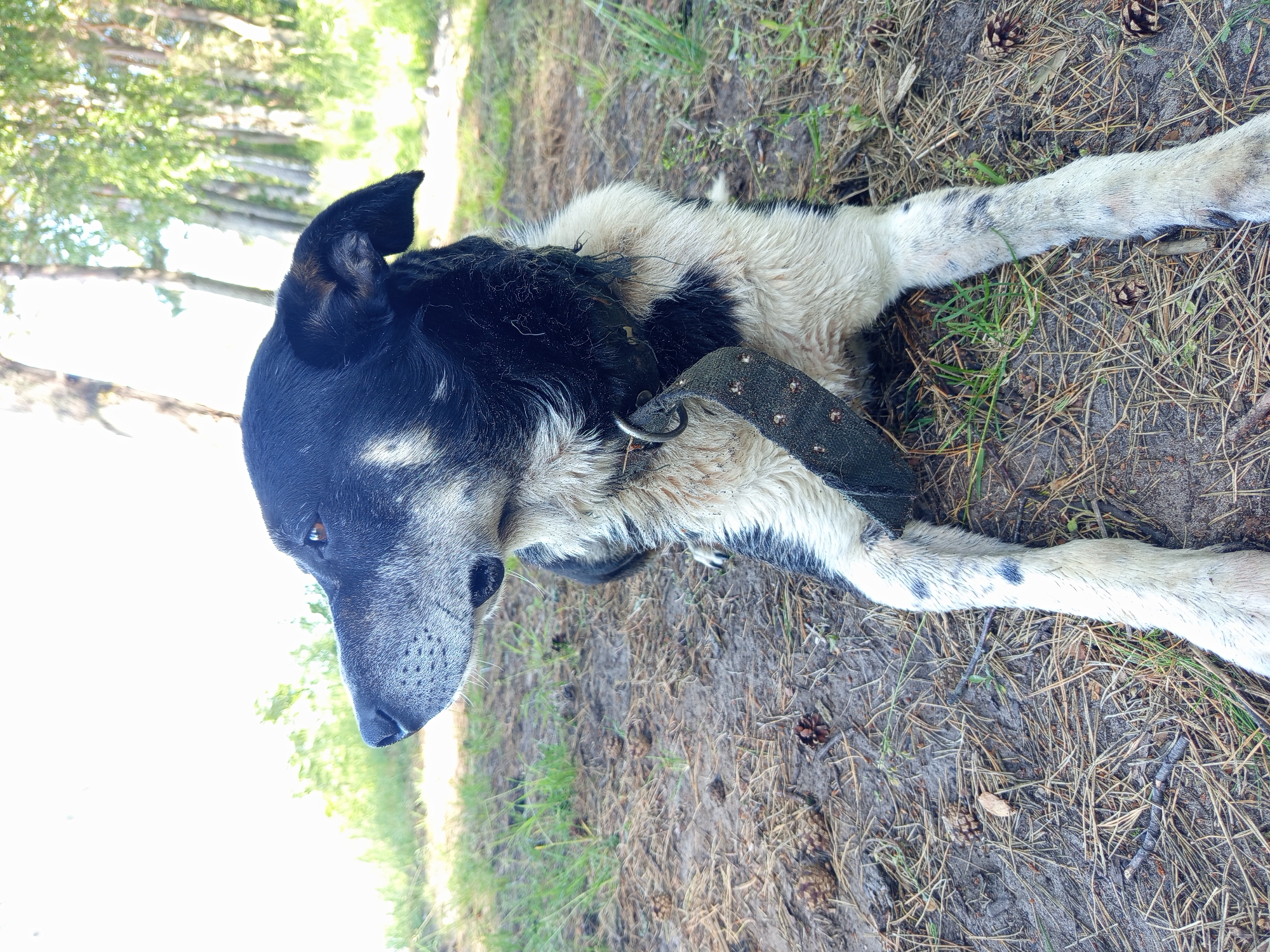 A black and white dog is lying on the ground in a forest. The dog is a medium-sized breed with a black coat on its back and head, and white fur on its chest and legs. It is wearing a black collar with studs. The dog appears relaxed, with its eyes closed or looking down. The ground is covered with pine needles, dirt, and some patches of grass. There are a few pine cones scattered on the ground. In the background, out-of-focus trees with green foliage are visible, suggesting a sunny day in a wooded area. The image is taken from a slightly elevated perspective, looking down at the dog. The overall scene conveys a peaceful and natural setting. The location is Podborov'e, Russia.