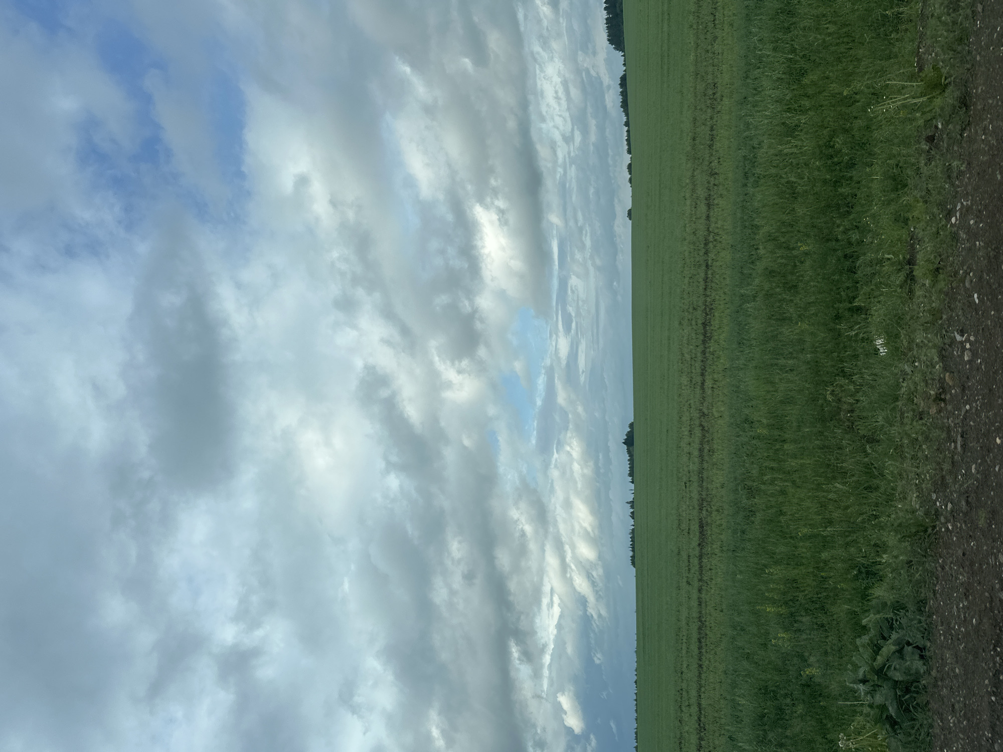 The image shows a view of a field next to a dirt road under a cloudy sky. A line of trees runs along the edge of the field. The location is unknown. No people, subjects, objects, actions, or interactions are visible besides the natural landscape.