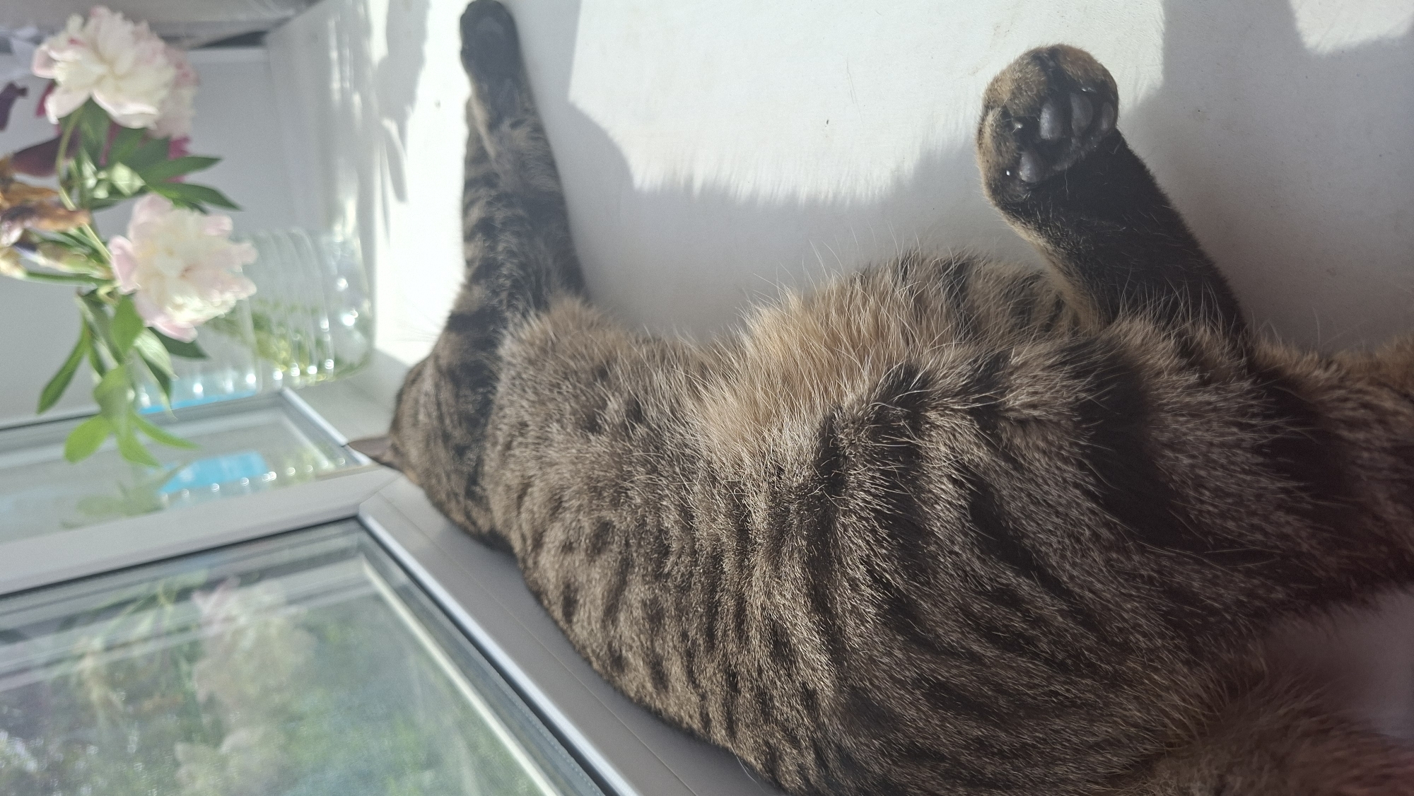 The image features a domestic tabby cat relaxing on a white windowsill, illuminated by bright sunlight. The cat, characterized by its brown, grey, and black striped fur, is stretched out on its back or side, revealing its lighter belly and loosely outstretched paws, one displaying visible dark paw pads. This comfortable posture suggests the cat is either napping or sunbathing, enjoying the warmth.
To the left of the cat, a small bouquet of light pink or off-white peonies with green leaves is placed in a clear glass bottle or vase on the same windowsill. The strong sunlight casts distinct, elongated shadows from both the cat's limbs and the vase onto the white surface, highlighting the sunny conditions.
Through the window, which has a white frame, an indistinct outdoor scene of green foliage is visible, partially obscured by reflections on the glass. The bright light indicates it is daytime, likely a sunny morning or afternoon. The overall impression is one of peaceful domesticity and a relaxed atmosphere. There is no visible text in the image. The provided location context is Забалоцкі сельскі Савет, Belarus.
