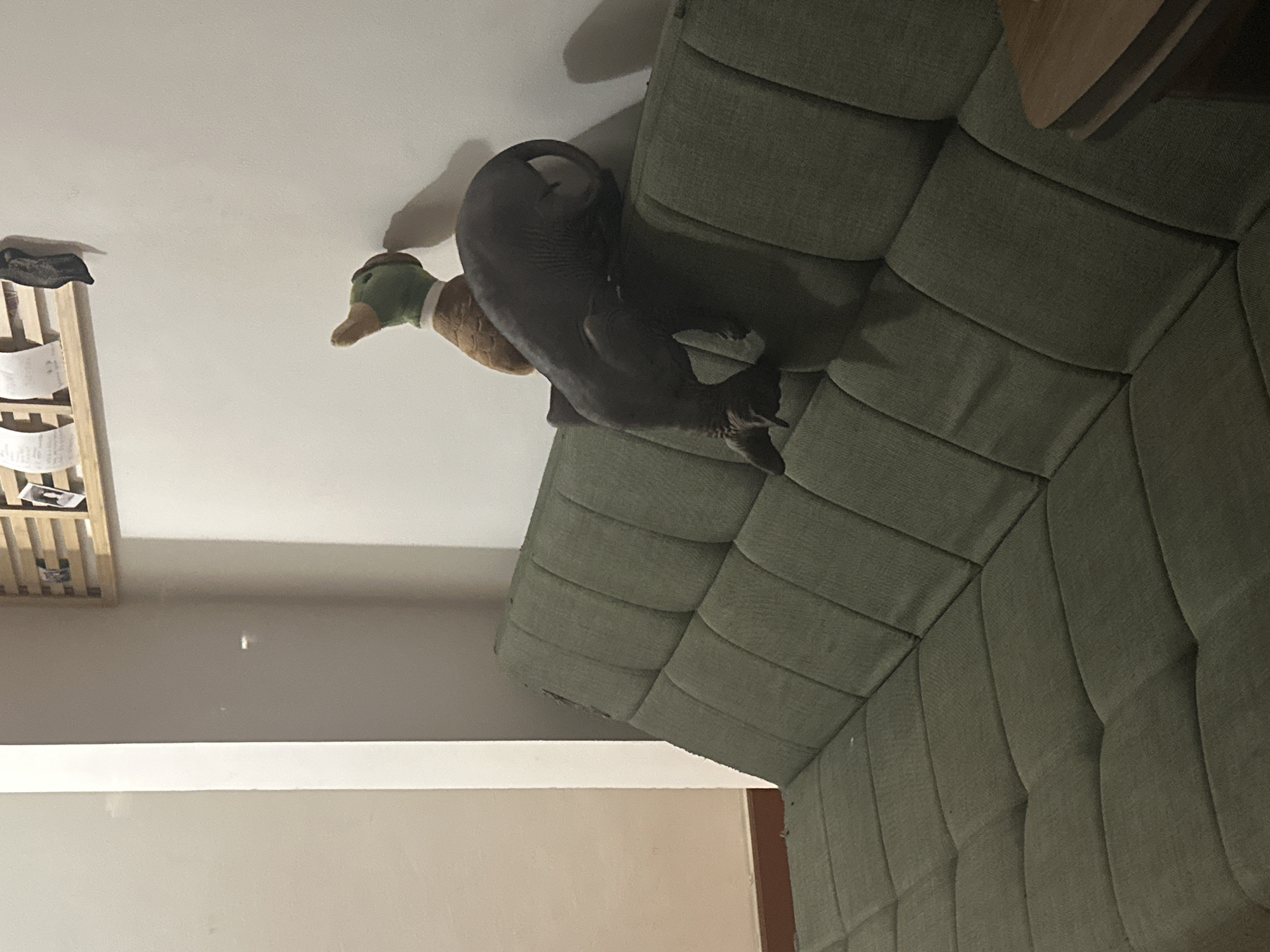 A dark gray, hairless cat is perched on the back of a green sofa. Next to the cat is a stuffed duck toy. The cat is looking towards the right side of the frame. The sofa is in a room with a light gray wall. On the wall, there is a wooden shelf with some papers and a black object. The image appears to be taken at night or in low light conditions, possibly in Budva, Montenegro.