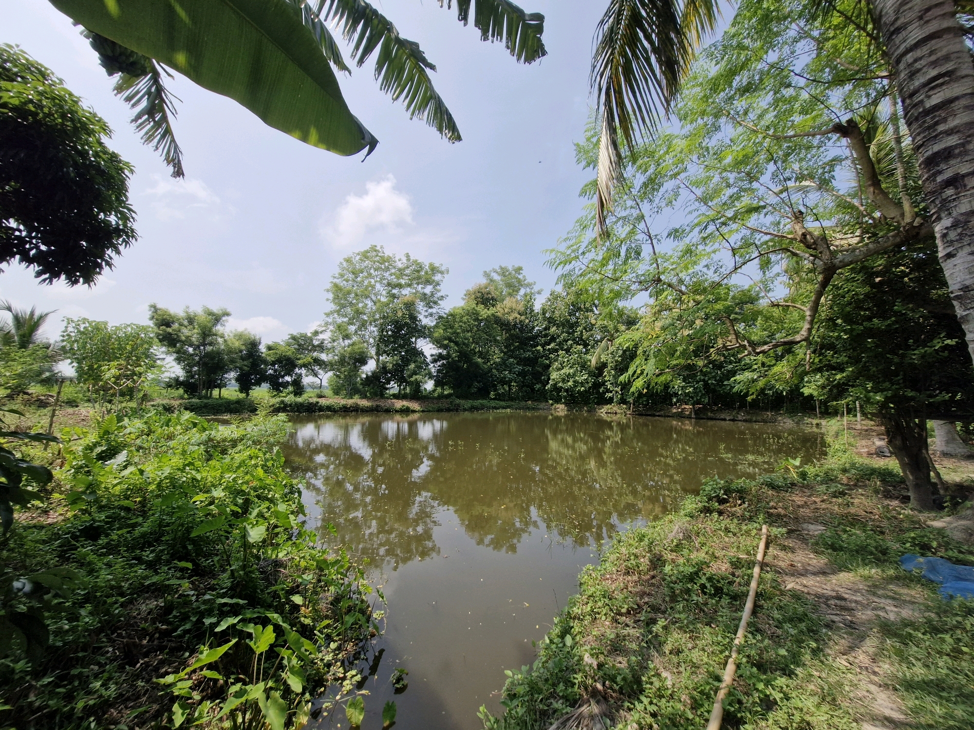 The image depicts a serene pond surrounded by lush greenery and trees, likely situated in the city of Ram Nagar, India. The pond's surface reflects the sky and the dense foliage, creating a tranquil ambiance. The foreground features abundant vegetation, including large-leafed plants and smaller green bushes, bordering the water. A rustic bamboo pole rests on the grassy bank. In the background, a variety of trees stand tall, their leaves vibrant green under a clear blue sky dotted with a few white clouds. The scene appears to be an outdoor natural setting, possibly a rural area or a park within Ram Nagar. No people or animals are visible in the image. The overall impression is one of peaceful natural beauty.