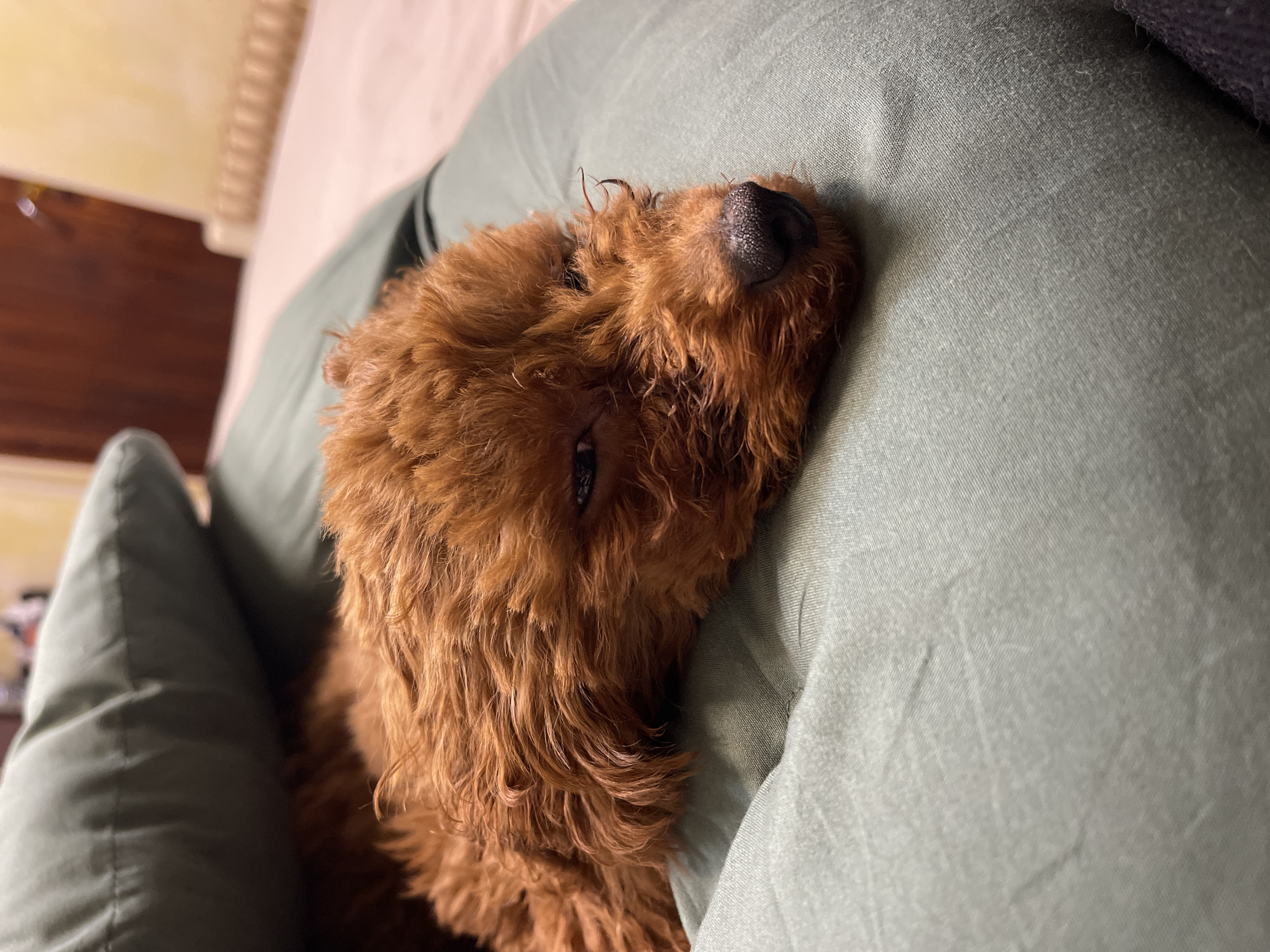A close-up, slightly angled, indoor shot shows a red poodle resting its head on a green pillow or cushion. The dog's head is tilted, with its nose and one visible eye facing the camera. The texture of the dog's fur is curly and dense. The pillow has a smooth, slightly wrinkled surface. The background is softly blurred, revealing a glimpse of a wooden surface and a lighter-colored headboard or wall. There is no evidence to indicate that this image was taken in Sofia, Bulgaria.