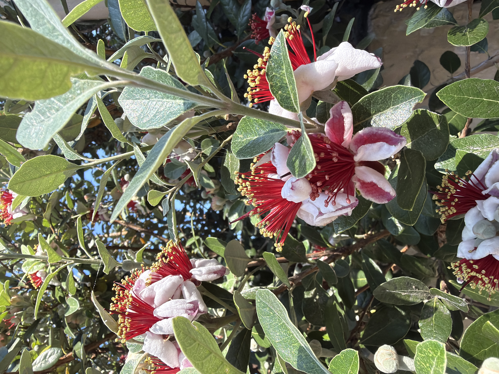 In Sochi, Russia, a close-up shot captures the vibrant bloom of a feijoa plant. The foreground is dominated by a cluster of feijoa flowers, each showcasing delicate white petals with a striking crimson blush and a prominent tuft of crimson stamens tipped with bright yellow anthers. Lush, green, ovate leaves surround the flowers, some with a subtle silver underside, creating a rich tapestry of foliage. The background is a blur of darker green leaves and hints of a bright blue sky, suggesting an outdoor setting bathed in sunlight. The image appears to be taken on a sunny day, with natural light illuminating the intricate details of the flowers and leaves. There are no people or animals visible in the frame.