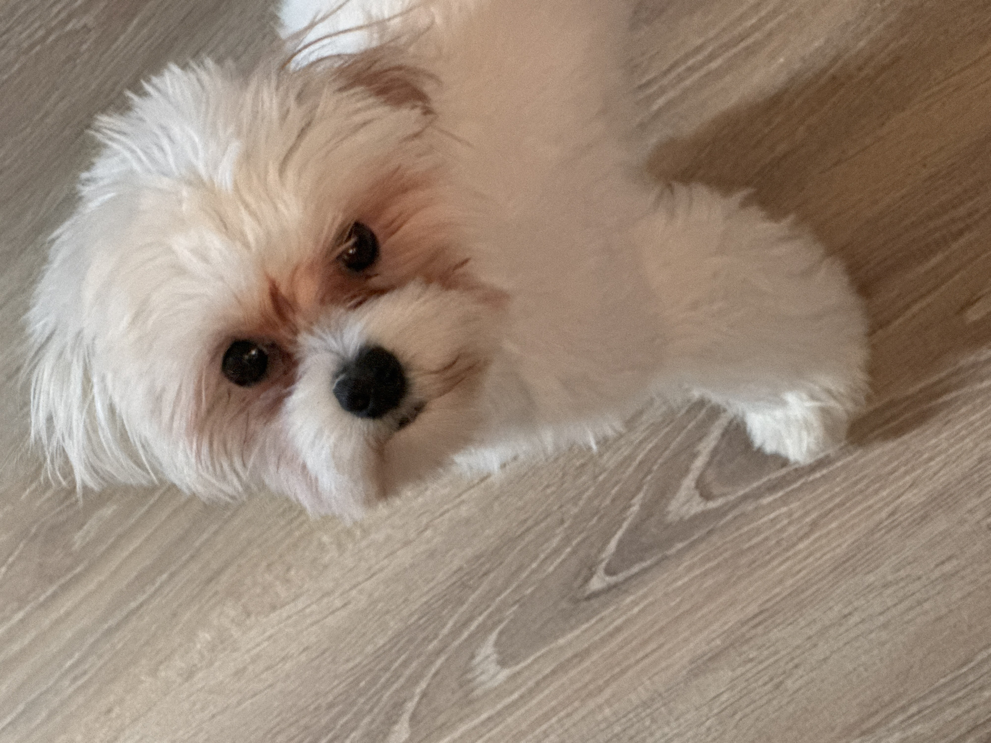 A close-up, high-angle shot shows a white dog with tan markings around its eyes, looking up at the camera. The dog has dark brown eyes and a black nose. Its fur is fluffy and appears to be recently groomed. The background is a light brown wooden floor with visible grain patterns. The lighting is even, suggesting an indoor setting. No specific location in the city of Unknown, Unknown can be determined from the image.