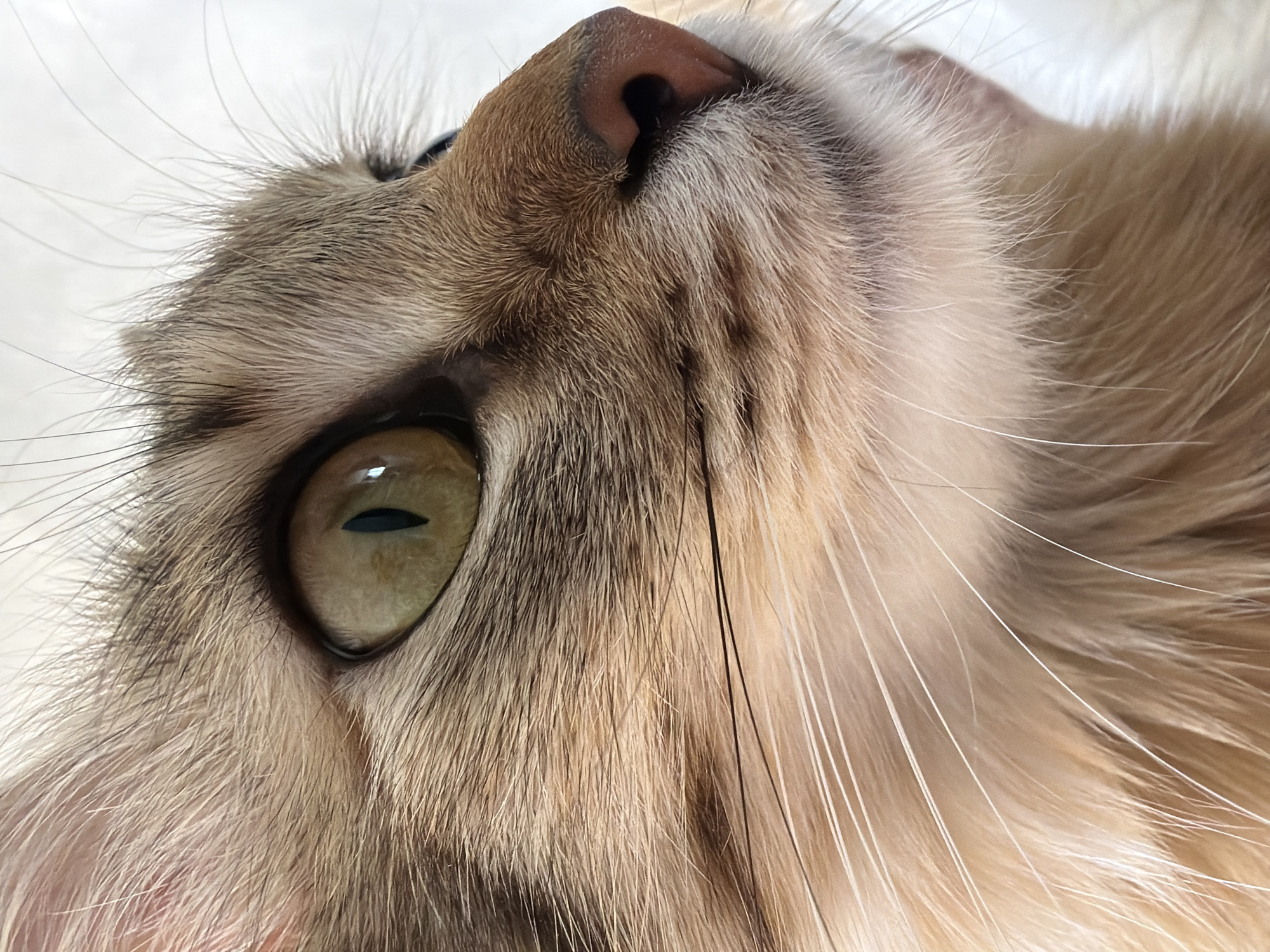 A close-up, angled view of a cat's face. The focus is primarily on the left eye, which is a pale green color with a black, vertical pupil. The cat's fur is a mix of brown, tan, and gray shades. The cat's nose is pink. The cat is not in the city of Chaikovsky, Russia.