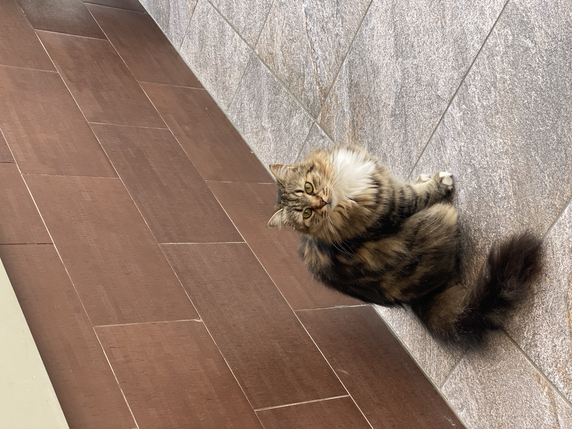 A long-haired tabby cat is sitting on a tiled floor. The floor is divided into two sections: a section of brown, wood-look tiles on the left, and a section of gray tiles on the right. The cat is positioned primarily on the gray tiles, looking upwards and slightly to the left. Its tail is curled around its body and rests on the gray tiles. The cat has a white chest and neck. The background does not allow for identification of a specific location or city.