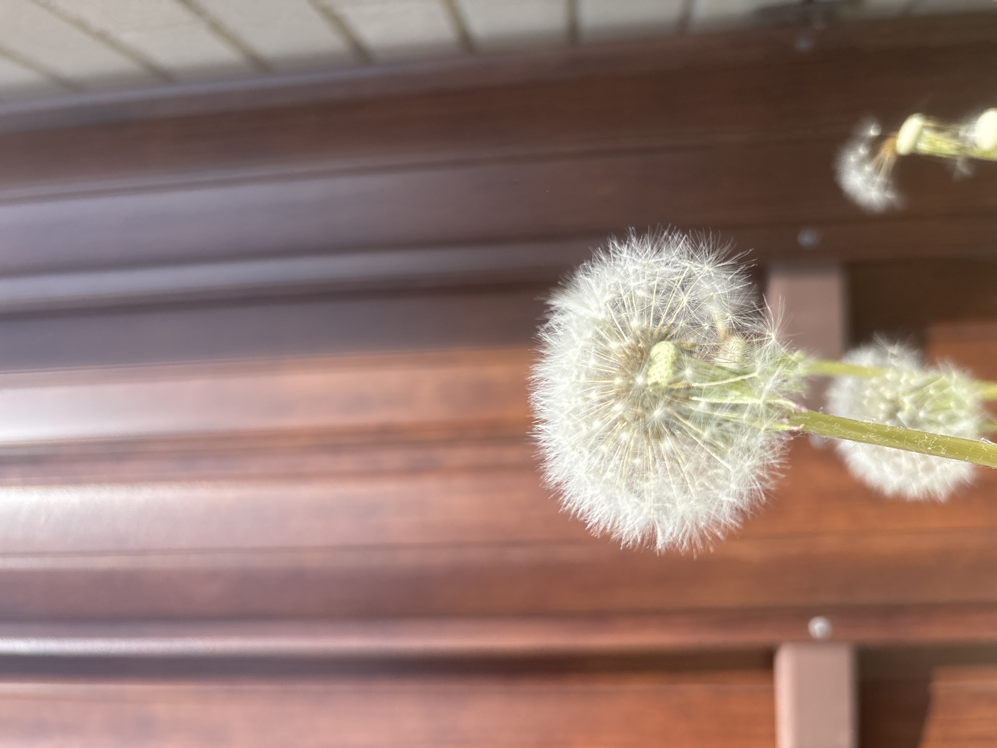 A close-up shot features dandelions in seed against a background of horizontally aligned panels of a brown color, likely siding on a building. The foreground dandelion is in focus, displaying the intricate seed structure, while other dandelions are partially visible and out of focus in the background. The location isn't discernible from the image.
