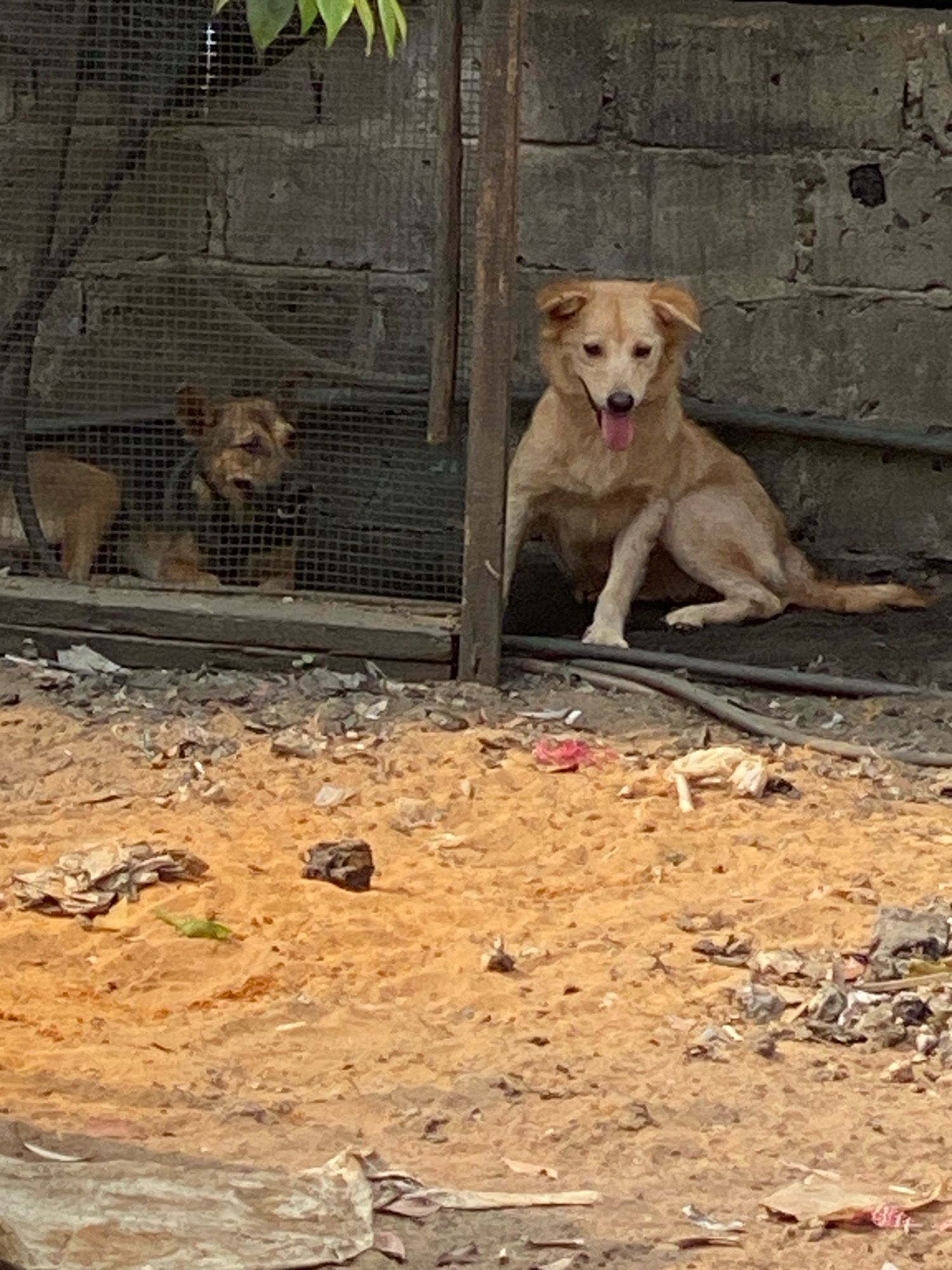 The image depicts two dogs in an outdoor environment. One dog, a light brown medium-sized breed with floppy ears and its tongue hanging out, is sitting on the ground to the right of the frame. It appears alert and is looking forward. The other dog, a smaller, darker brown dog with short fur, is partially visible inside a wire cage to the left. This dog is lying down and appears to be looking towards the front. The background consists of a rough, textured concrete wall and a wooden structure. The ground in the foreground is covered in sand and debris, including scattered pieces of trash and organic material. The overall scene suggests a somewhat neglected outdoor area, possibly an alleyway or an informal enclosure. The lighting indicates it is daytime, with shadows cast on the ground.
