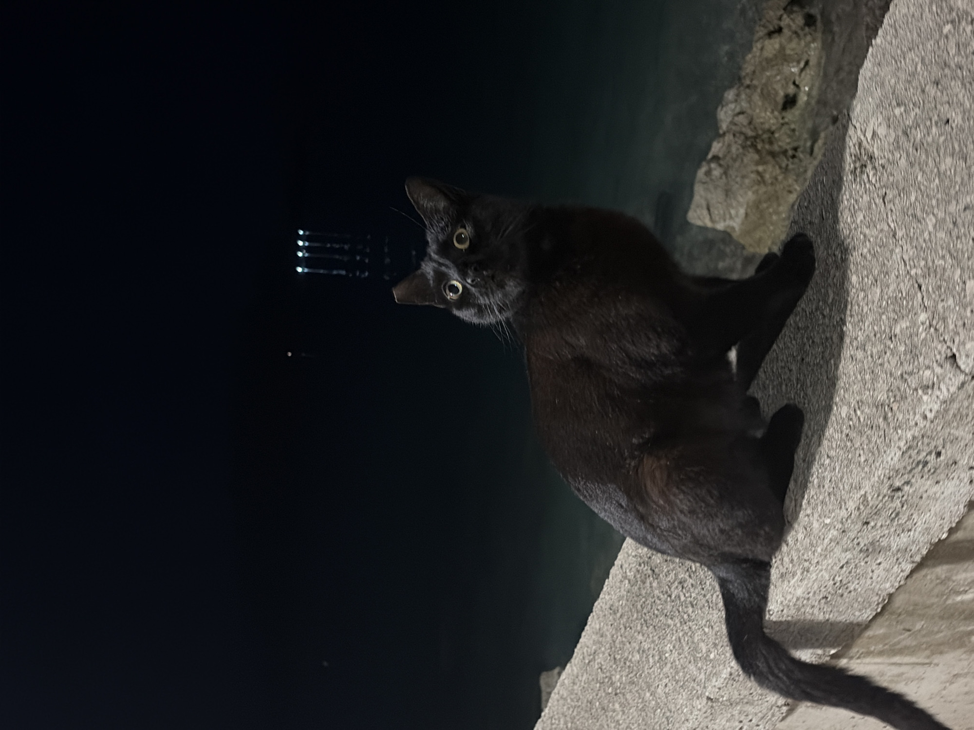 The image displays a black cat at night, perched on a textured concrete ledge or embankment. The cat is the primary subject, looking directly at the viewer with wide, luminous yellowish-green eyes that reflect light, suggesting an external light source, possibly the camera's flash or a nearby lamp. Its head is tilted slightly, giving it an alert and curious expression. The cat's sleek, dark fur is visible, and its tail extends along the concrete surface behind it.
The background is predominantly dark, indicating nighttime. To the left of the cat, a dark body of water is visible, reflecting faint, elongated streaks of light from a distant source, likely artificial lights from a town or vessels. The concrete structure the cat rests on appears rough and weathered, suggesting an outdoor, man-made environment next to the water. The overall scene is dimly lit, with the cat's eyes and parts of its fur standing out against the darkness. No visible text is present. The setting strongly suggests a coastal or waterfront location, such as a pier or promenade in Budva, Montenegro.
