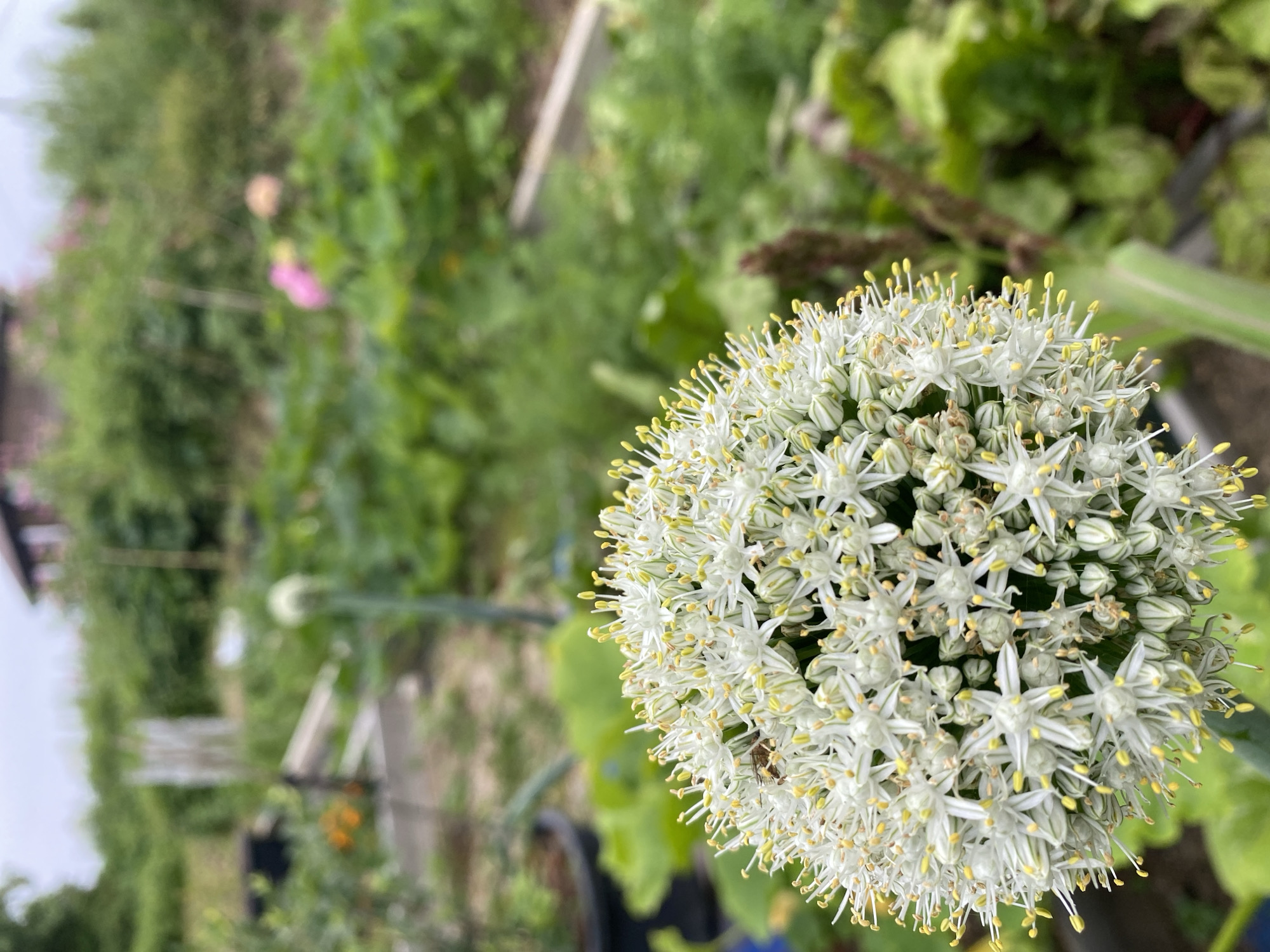 In Tret'ya Pad', Russia, a close-up shot focuses on a white, spherical flower with numerous small florets and yellow stamens, possibly an onion blossom. A small insect, a fly, is visible on one of the florets. The flower is in the foreground, with a blurred background of a garden. The garden features rows of green plants, raised garden beds, and a building in the distance. The scene suggests a summer day with overcast skies.