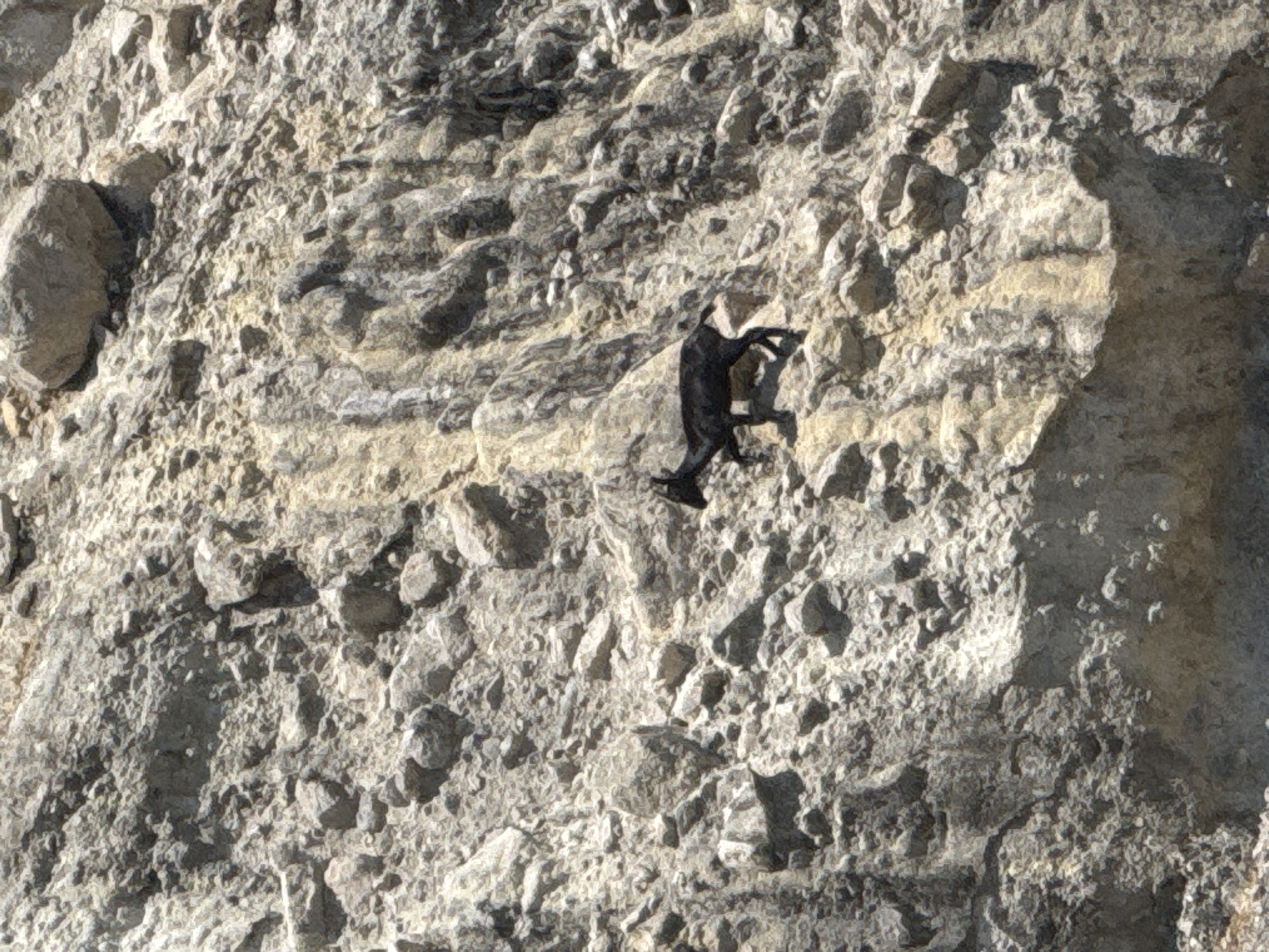 A black goat is standing on a rocky, mountainous slope. The goat is facing left, with its head down as if grazing. The terrain is rough and uneven, composed of various sizes of rocks and boulders. The background is a continuation of the rocky slope, with some patches of lighter-colored rock that appear to be sedimentary layers. There is no evidence of human structures or activity in the immediate vicinity. The lighting suggests it is daytime, with shadows cast by the rocks indicating the sun's position. The image does not depict the city of Kemer, Turkey; it appears to be a natural mountainous landscape.