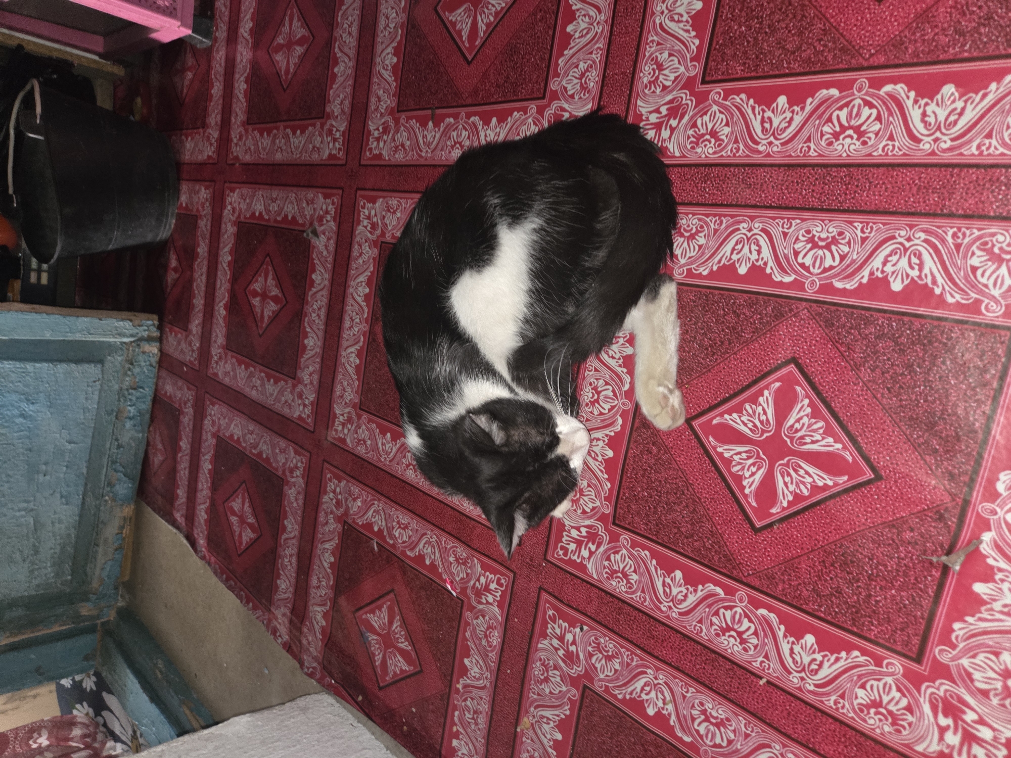 A black and white cat is curled up asleep on a red tiled floor. The tiles have a decorative pattern of white scrollwork. The cat is lying on its side, with its head tucked under its body. Its tail is wrapped around its body. The cat has black fur on its back and head, and white fur on its chest and paws. There is a blue painted wall and door frame in the background. A black bucket is visible to the right of the cat.