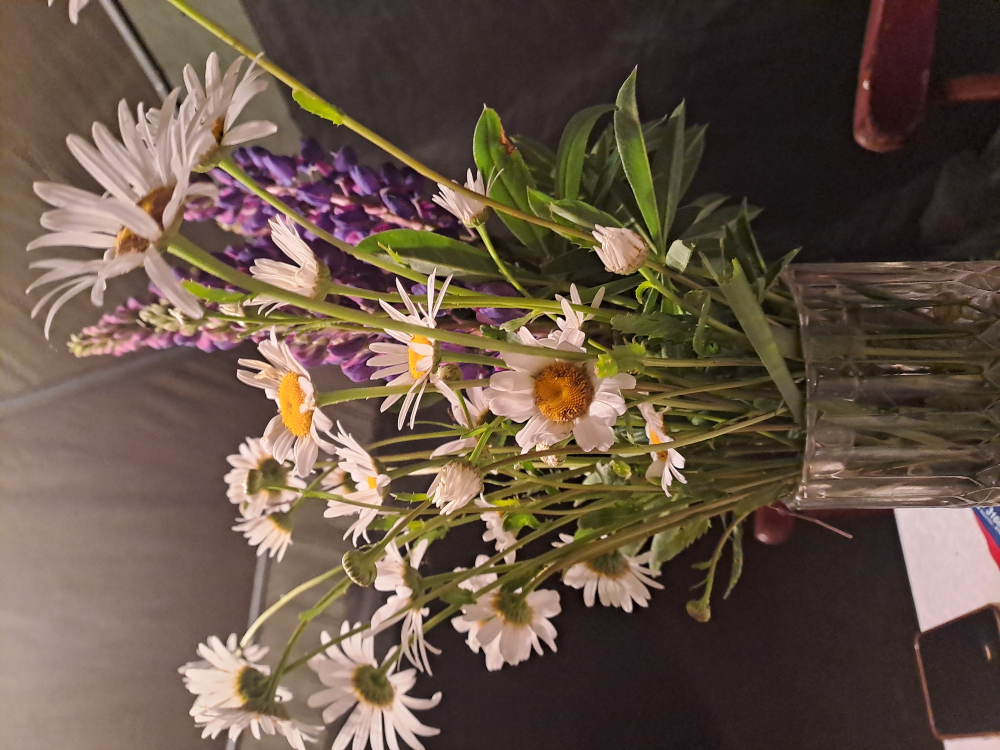 This media file features a vibrant bouquet of fresh-cut flowers arranged in a clear, faceted glass vase. The dominant flowers are white daisies, showcasing numerous delicate white petals radiating from prominent yellow-orange centers. Several daisy blossoms are in full bloom, while others appear as closed buds or partially open. Interspersed among the daisies are slender stalks of purple and blue spike-shaped flowers, characteristic of lupines, adding a contrasting texture and color to the arrangement. Lush green stems and leaves form the base of the bouquet.
The vase is placed on a dark surface, possibly a table covered with a dark cloth, which provides a neutral backdrop, making the bright colors of the flowers stand out. In the upper right portion of the image, a small, reddish-brown, possibly wooden, object is partially visible, suggesting a piece of furniture. The lighting appears to be soft and indirect, likely from an indoor artificial source or late natural light, contributing to a calm atmosphere. No people are present, and the primary activity depicted is the static display of the flowers. While the context of Polyanki, Russia, is provided, there are no specific geographical or architectural cues within the image to confirm this location. No discernible text is visible on any objects in the frame. The overall scene conveys a sense of natural beauty and domestic serenity.