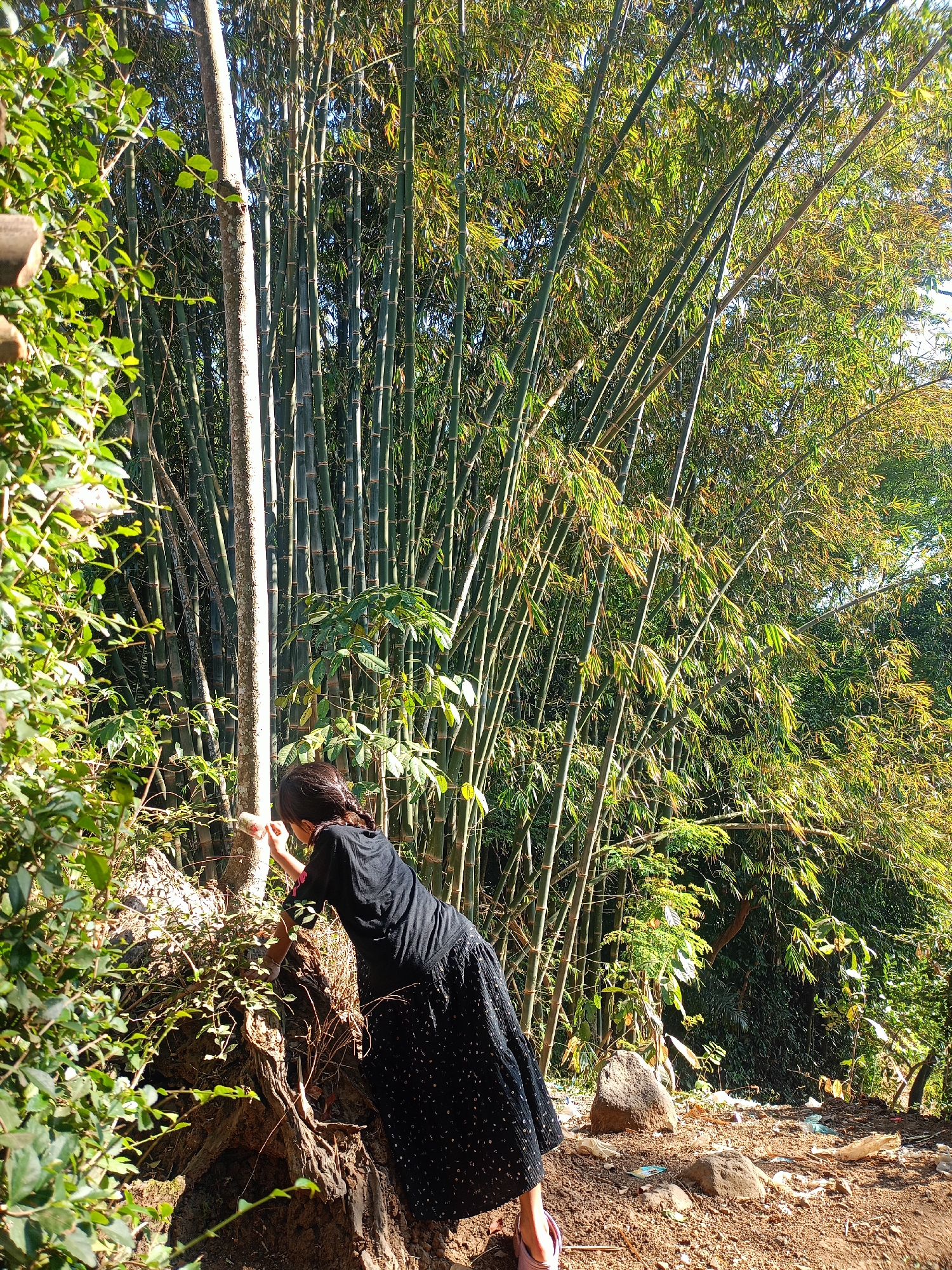 In the city of Jelbuk, Indonesia, a young female, possibly of Asian descent, with dark hair braided down her back, is shown from behind in the foreground of the image. She is wearing a long, flowing black dress with a white polka dot pattern and a black t-shirt. Her feet are clad in pink sandals. The girl is positioned on a brown, dirt pathway, partially obscured by green foliage in the lower left quadrant. She appears to be leaning towards a large, exposed tree root system, possibly examining something with her right hand.
The background of the image is dominated by a dense grove of tall, green bamboo stalks, illuminated by natural sunlight filtering through the leaves. Some of the bamboo leaves appear to be yellowish, suggesting they may be drying or changing color due to the sun. The ground in the immediate vicinity of the girl is a mixture of dirt and scattered debris, including plastic wrappers and small rocks. The overall environment suggests an outdoor, natural setting, possibly a trail or a wooded area within Jelbuk. The lighting indicates it is daytime, with the sun casting shadows and highlighting the textures of the bamboo and foliage.
