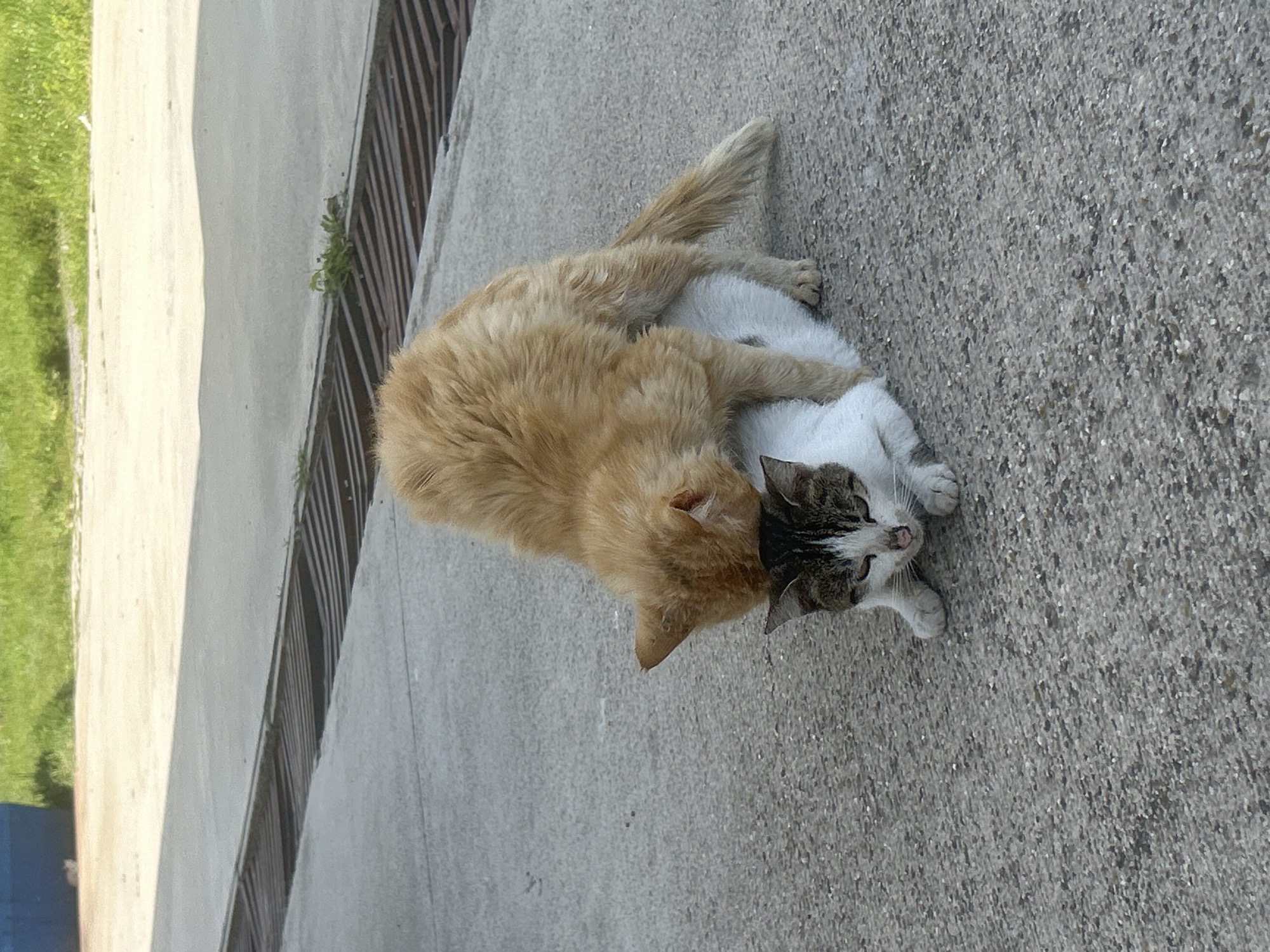 Two cats are lying on a concrete surface. An orange tabby cat lies on top of a white and gray tabby cat. The cats are located near a metal railing and a patch of grass. The setting appears to be outdoors.