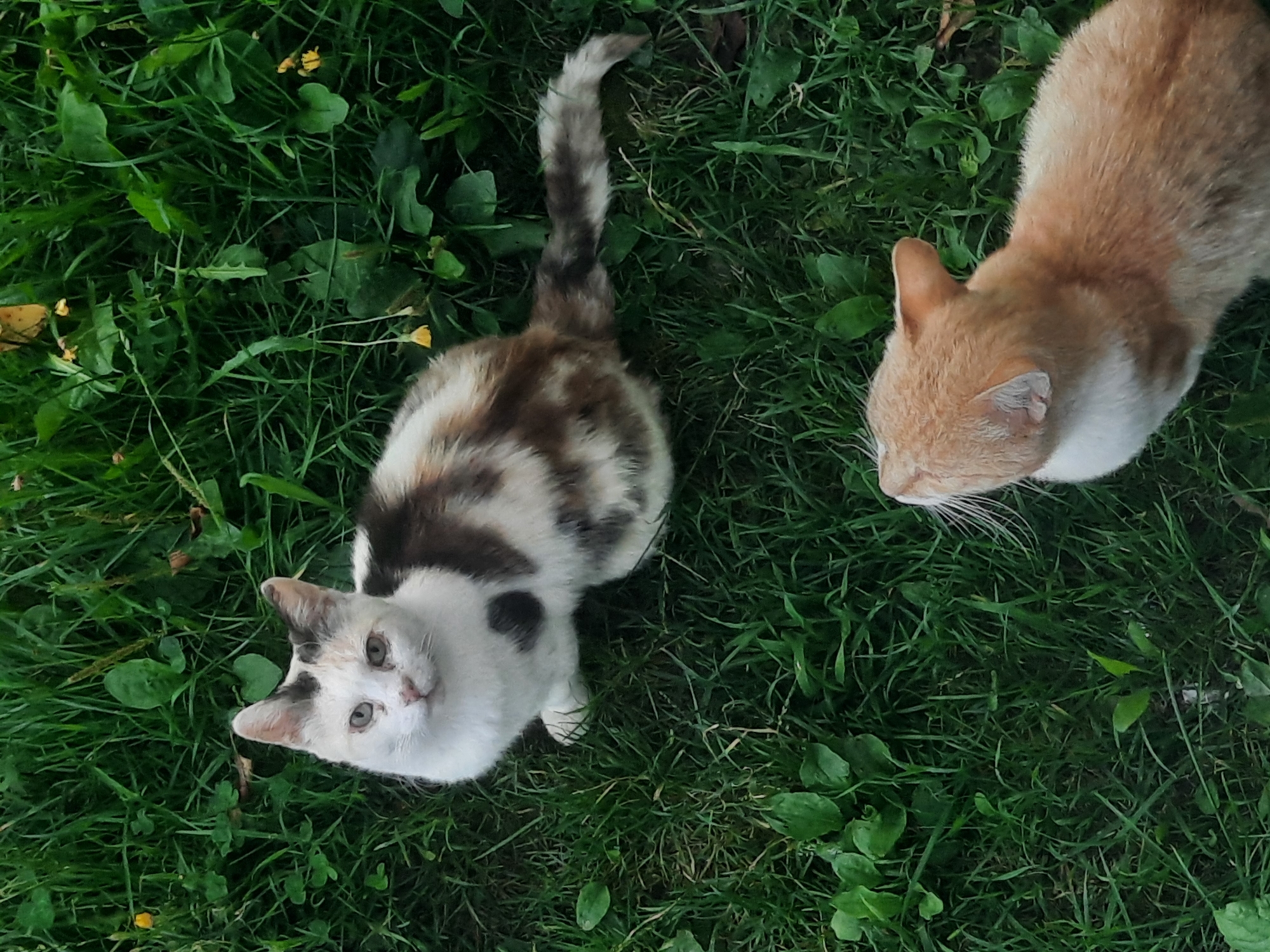 The image shows two cats in a grassy area, likely a park or garden, in the city of Shklov, Belarus. The cat in the foreground is an orange tabby, facing away from the camera and looking upwards. The second cat, in the mid-ground and to the left, is a calico with white, brown, and black patches, facing the camera and sitting. The cats are surrounded by lush green grass and some small yellow flowers. The lighting suggests it is daytime, possibly overcast.