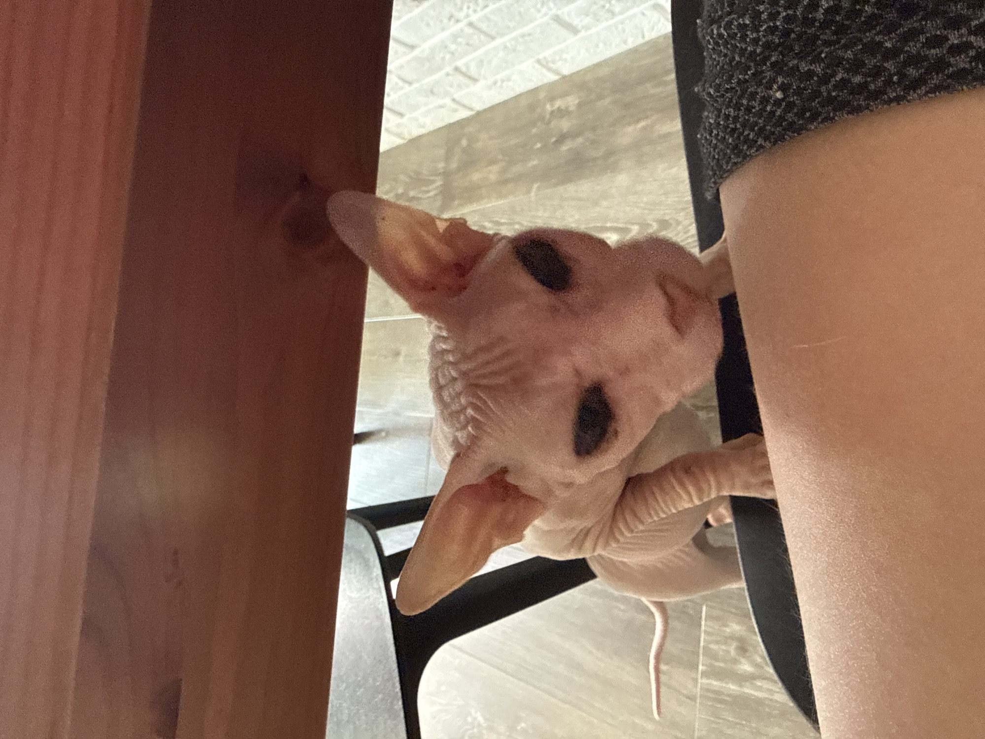 A hairless cat, likely a Sphynx, is positioned under a wooden surface, possibly a table. The cat is light pink with large, prominent ears and dark eyes. Its body is wrinkled, and it is leaning forward, with its front paws resting on a dark fabric surface. In the foreground, a portion of a person's leg is visible, appearing smooth and light-skinned, with a grey, textured fabric garment draped over it. The background consists of a light-colored, tiled floor and a brick-patterned wall. The lighting suggests an indoor environment. No specific location in Krasnoyarsk, Russia, can be determined from the image.