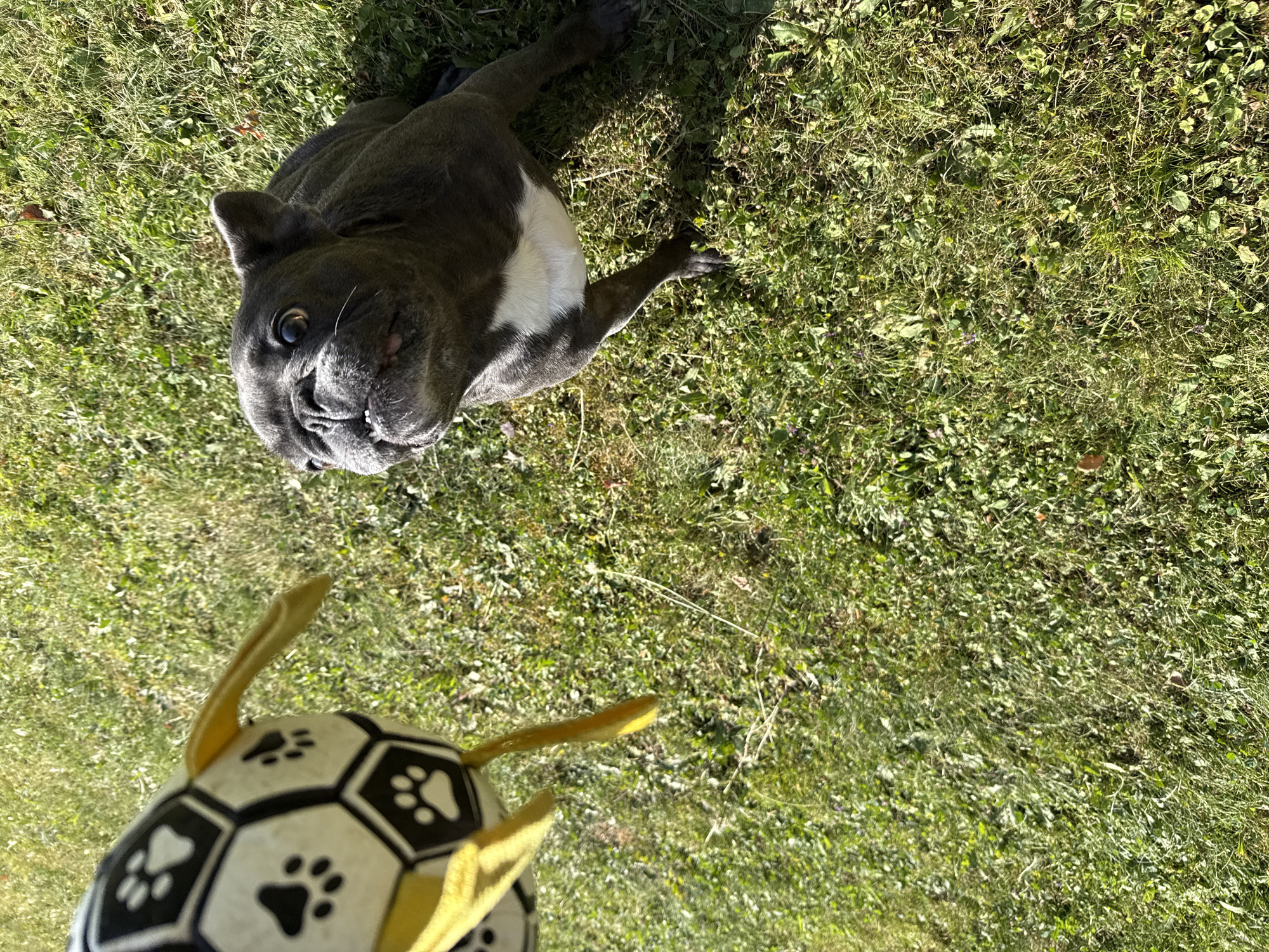 A dark gray French bulldog with white markings on its chest is sitting on a grassy lawn, looking up at a toy. The toy is a black and white soccer ball with yellow accents and paw prints. The dog appears to be waiting for the toy to be thrown or played with. The scene is outdoors, in what appears to be a backyard or park, with bright sunlight casting shadows on the grass.