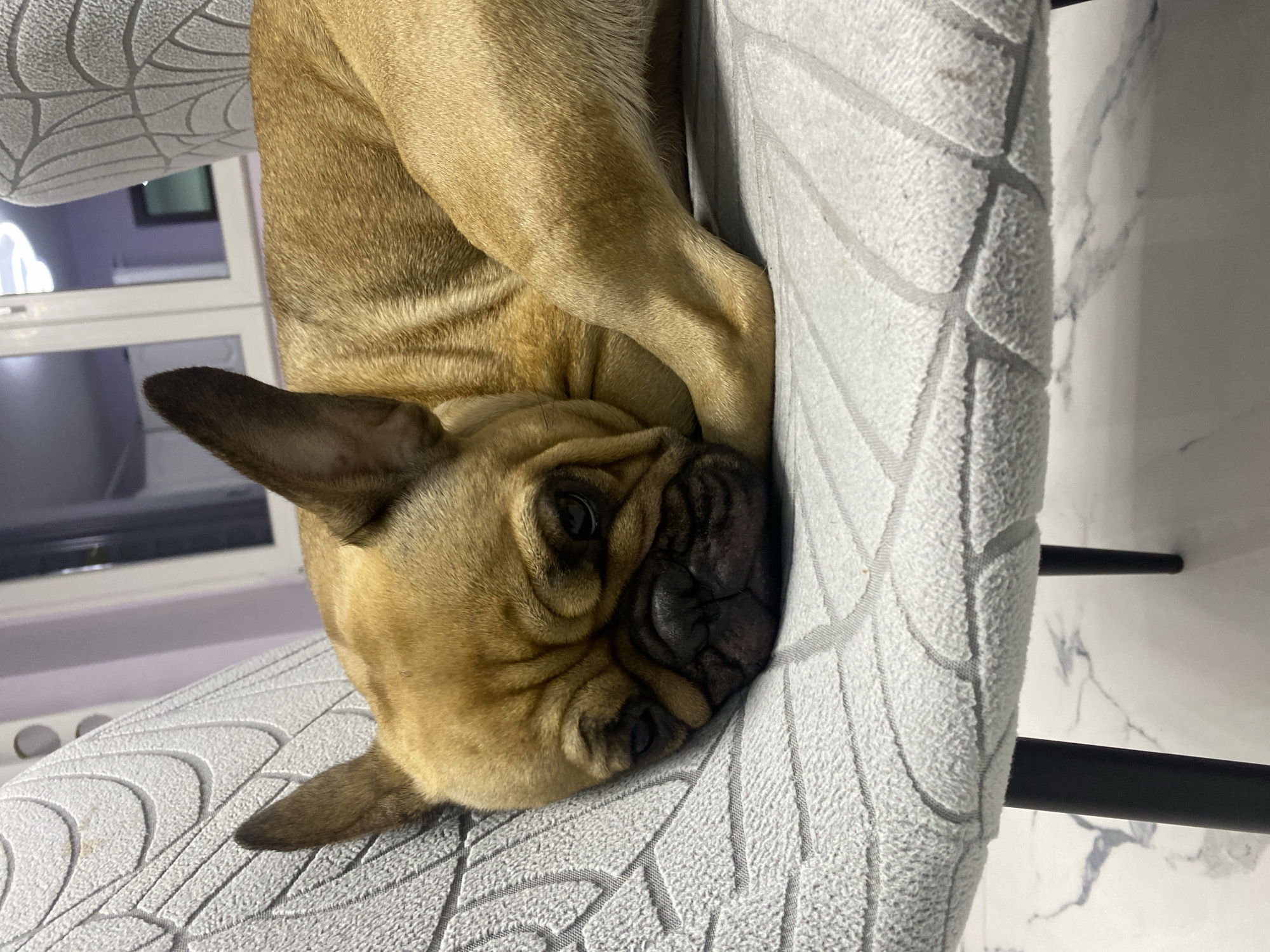 A tan French bulldog is lying on a grey upholstered chair, possibly in a home or apartment in Sofia, Bulgaria. The dog's head is resting on the seat, and its paws are curled up. The chair has black legs. A window and a piece of furniture are visible in the background. The upholstery of the chair has a pattern of intersecting lines, creating a textured surface. The overall lighting suggests an indoor environment. The marble wall is visible to the right side of the image.
