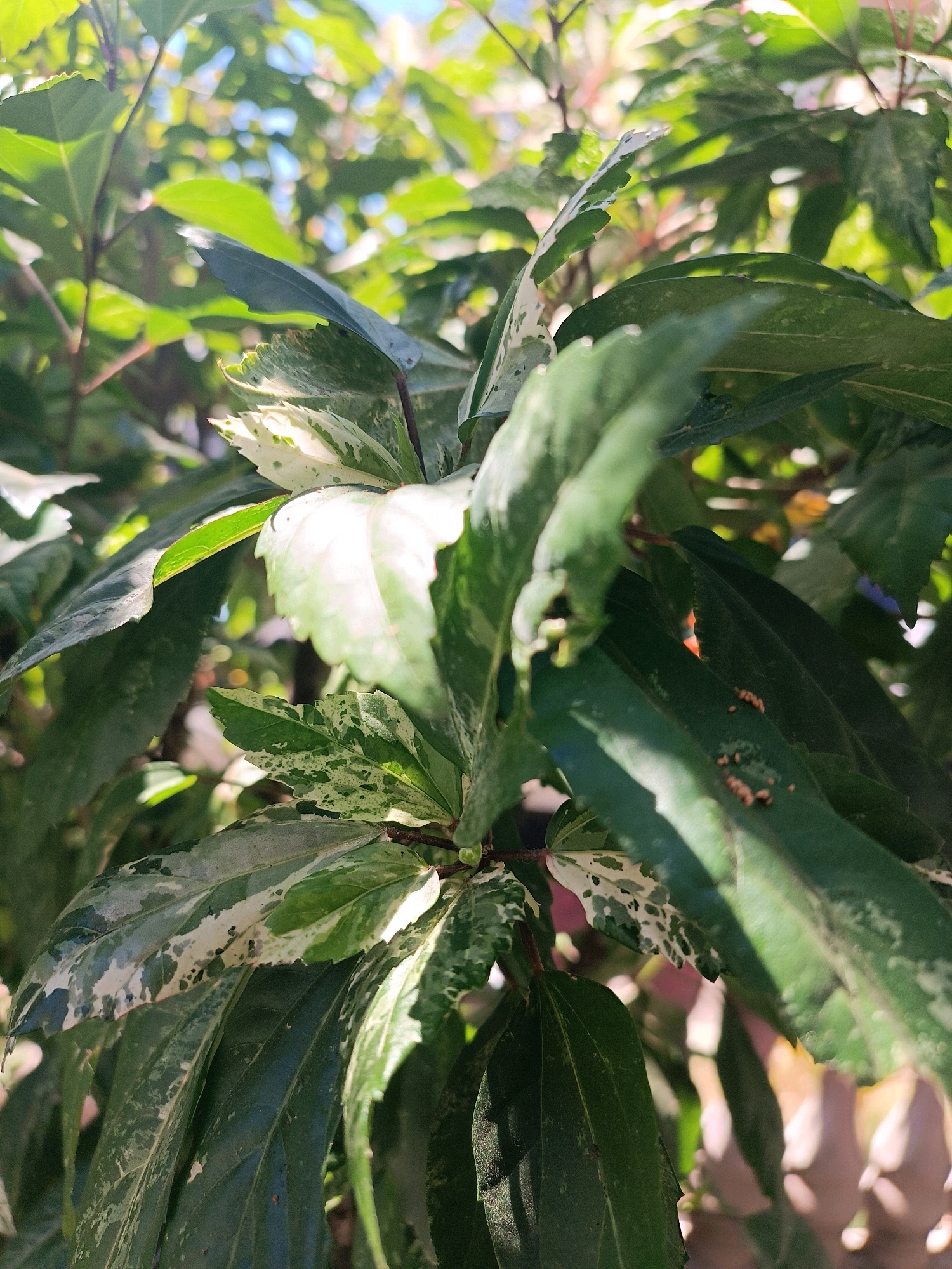 The image shows a close-up of green leaves with white variegation, suggesting a tropical plant, likely in a garden or natural setting. The sunlight filters through the leaves, creating highlights and shadows. The leaves are varied in shape and size, with some showing signs of damage or imperfection. In the background, there are more blurred green leaves and hints of blue sky, indicating an outdoor environment. A few tiny brown insects are visible on one of the larger leaves. The scene appears to be a naturalistic view of foliage, possibly in a residential area of Tabanan, Indonesia, given the lush vegetation typical of the region. There are no people or specific structures identifiable within the frame.