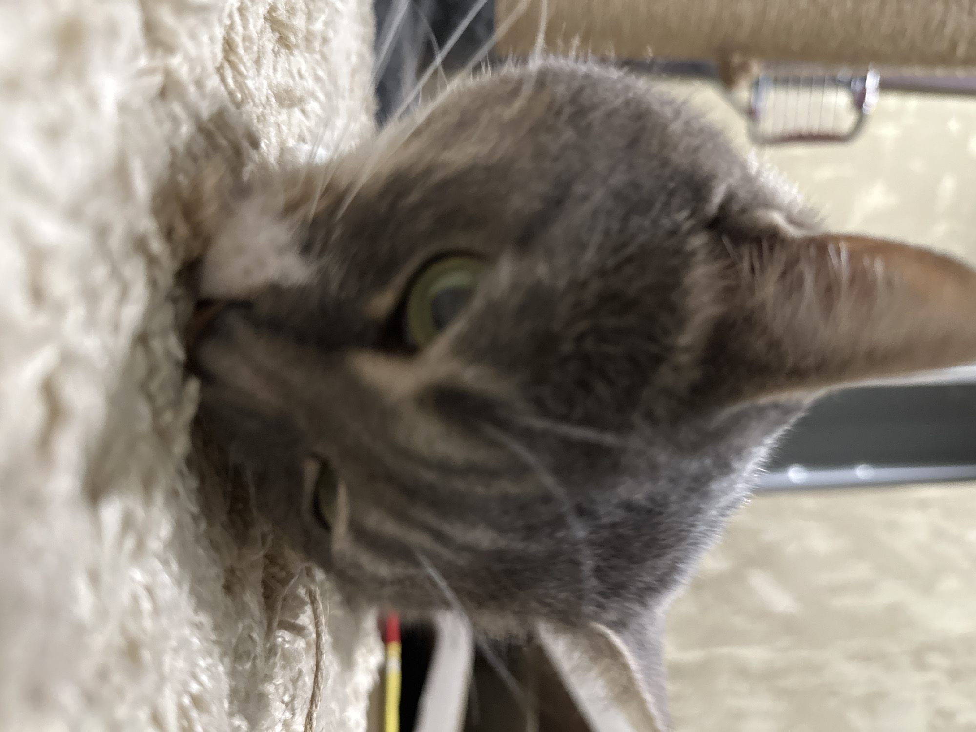 A close-up, low-angle, indoor shot shows a grey tabby cat with its face nearly touching a textured, cream-colored rug. The cat's right eye is open and appears to be green. Its left eye is partially closed. The cat's whiskers are visible, extending outward. In the blurred background, a scratching post and a wall with vertical lines can be seen. The lighting is dim, with a soft, warm tone. The image does not provide any information about the location in the city of Unknown, Unknown.