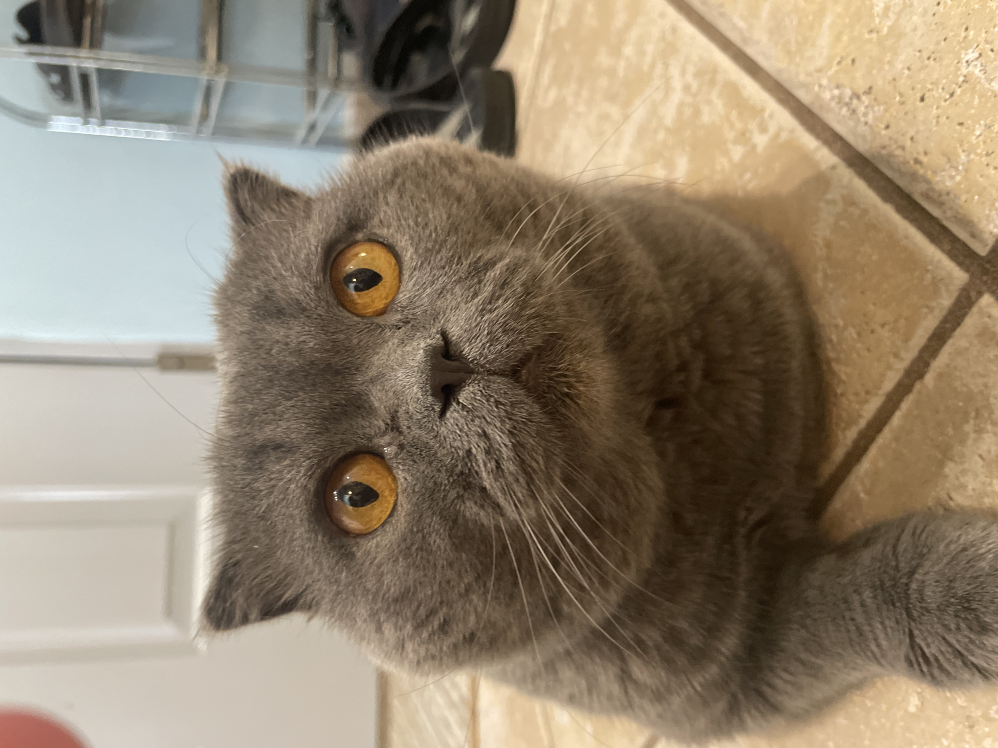 A grey cat with striking orange eyes is captured in a close-up, looking directly at the viewer. The cat has dense, short grey fur, a dark nose, and prominent white whiskers. Its pupils are vertically elongated and appear somewhat dilated, suggesting alertness or low light. The cat's head and upper body are the primary focus of the image. It appears to be lying or resting on a light-colored tiled floor with darker grout lines, visible on the right side of the frame. In the blurred background to the left, a light-colored wall or surface is visible, while dark, indistinct objects can be seen behind the cat's head. The setting is indoors, likely a home. The cat's expression conveys curiosity and focused attention. No specific activity is depicted, nor is any text visible.
