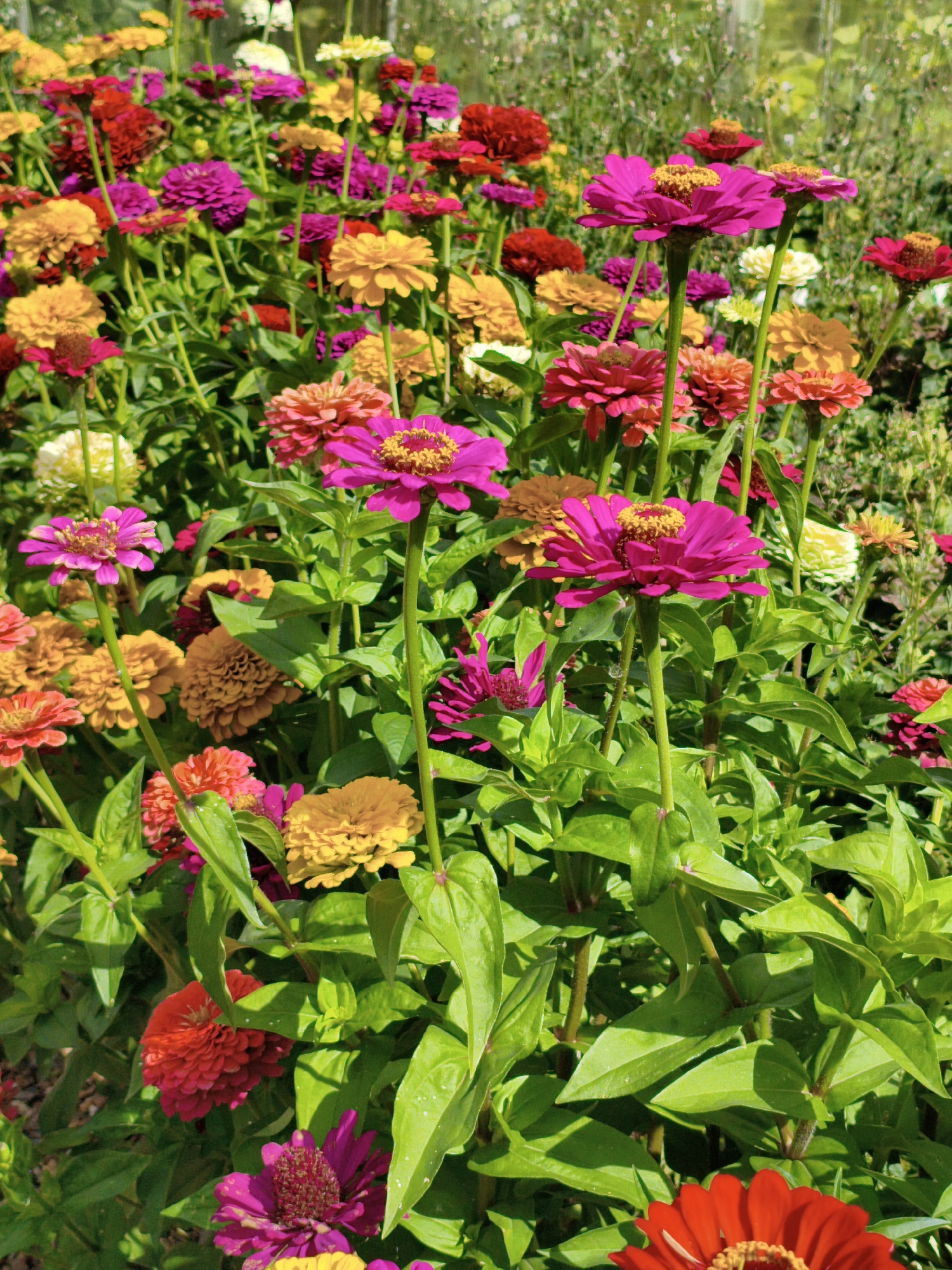 A close-up, eye-level shot captures a vibrant bed of blooming Zinnia flowers under bright sunlight. The flowers exhibit a range of colors, including magenta, fuchsia, orange, yellow, red, and a few white or pale pink blooms interspersed. The foreground is dominated by the large, detailed petals and centers of the Zinnias, with their green foliage creating a lush backdrop. The stems of the flowers are visible, extending upwards. The background is a soft blur of more foliage and flowers, suggesting a densely planted garden. The scene appears to be a well-maintained flower garden, likely in an outdoor setting. The location of Burannaya, Russia, is a contextual detail provided, but the image itself does not contain visual cues specific to that location. There are no people or animals present.