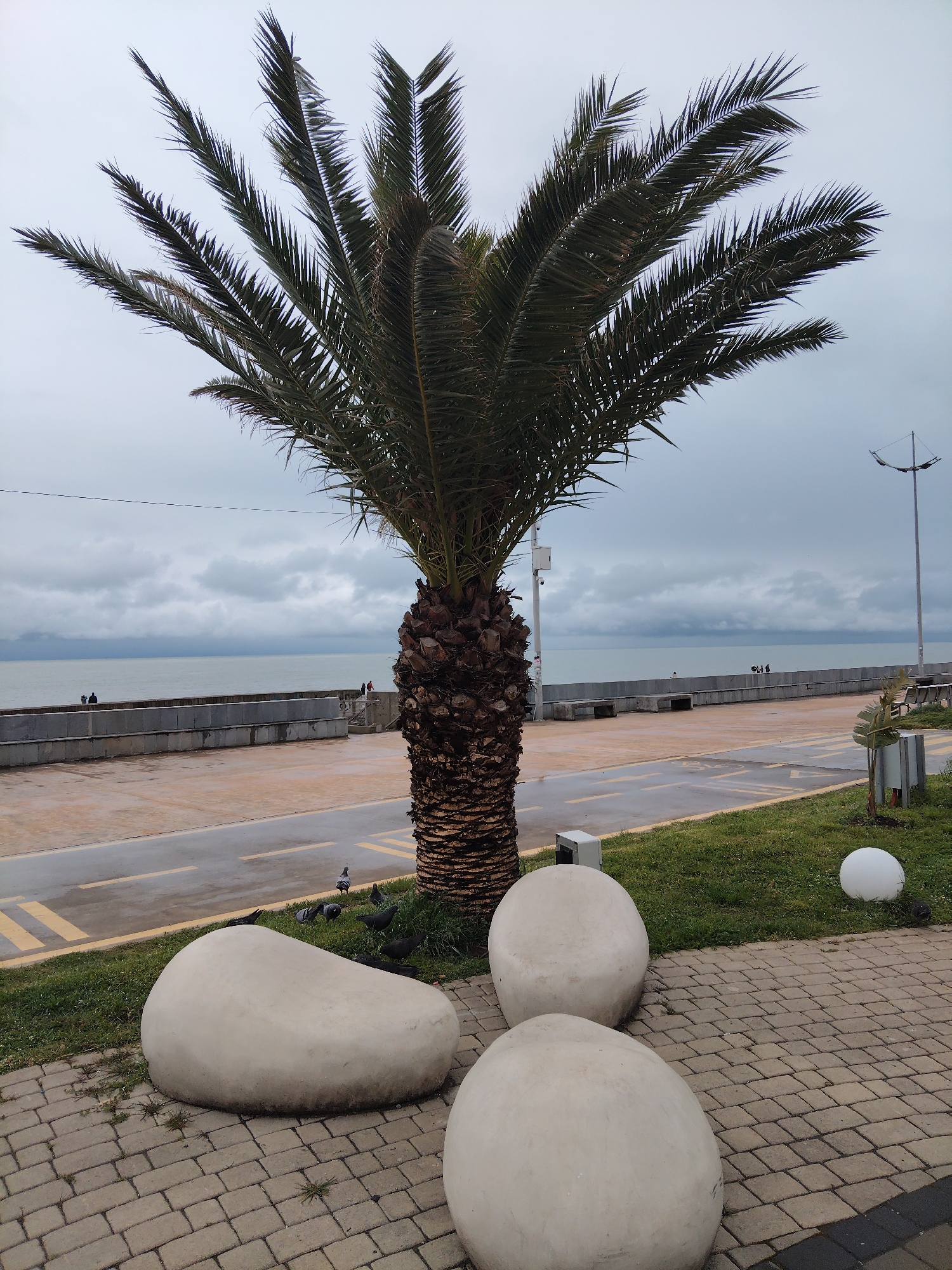 The image shows a seaside scene in Batumi, Georgia, on a cloudy day. A tall palm tree dominates the center of the frame. Its trunk is thick and textured, and its fronds spread out widely. The background features a concrete promenade and a sea wall that borders the Black Sea. The sea is calm, and the sky is overcast. In the foreground, there are three large, rounded, stone-like structures, likely decorative seating. The ground is a mix of brick pavement and grassy areas. A street light is visible in the distance. A few people are visible on the promenade in the background. There are some pigeons gathered at the base of the palm tree.