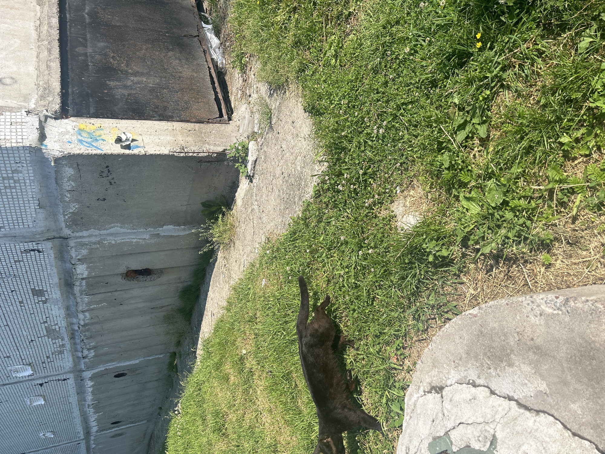 A black cat is walking on a patch of grass in front of a concrete building in Posyolok Imeni Morozova, Russia. The building appears to be a functional structure with a textured, light-colored facade on its upper portion, and a rough, grey concrete base. There is a large, dark, metal door or gate on the right side of the building. The ground in front of the building is covered with green grass, interspersed with small white clover flowers and some dry, brown grass. A concrete pathway or curb is visible in the foreground on the left. The lighting suggests it is daytime, with the sun casting shadows.